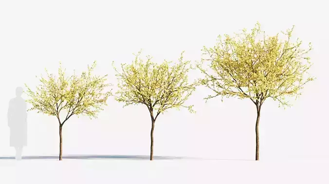 Chimonanthus praecox b