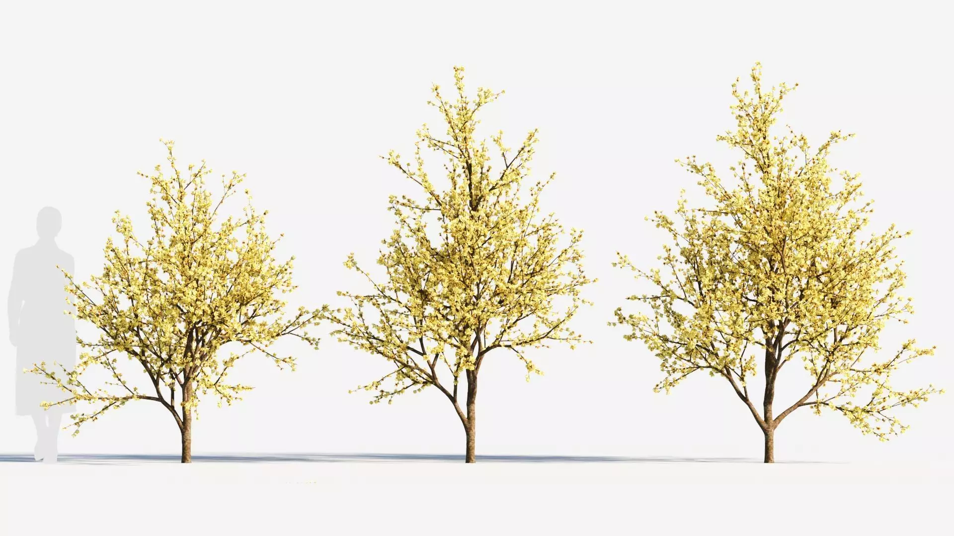 Chimonanthus praecox c 3D model_0