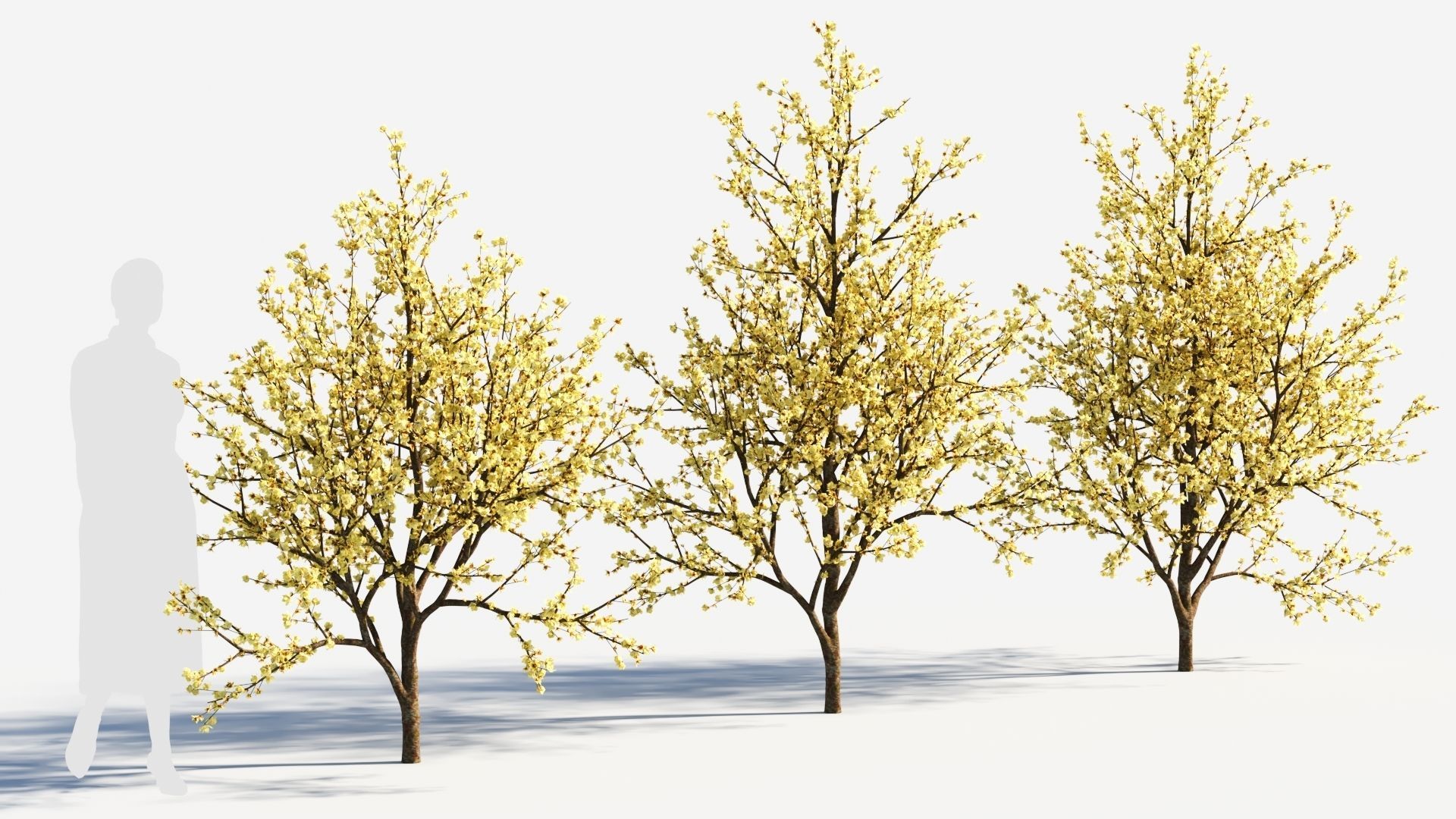 Chimonanthus praecox c 3D model_3