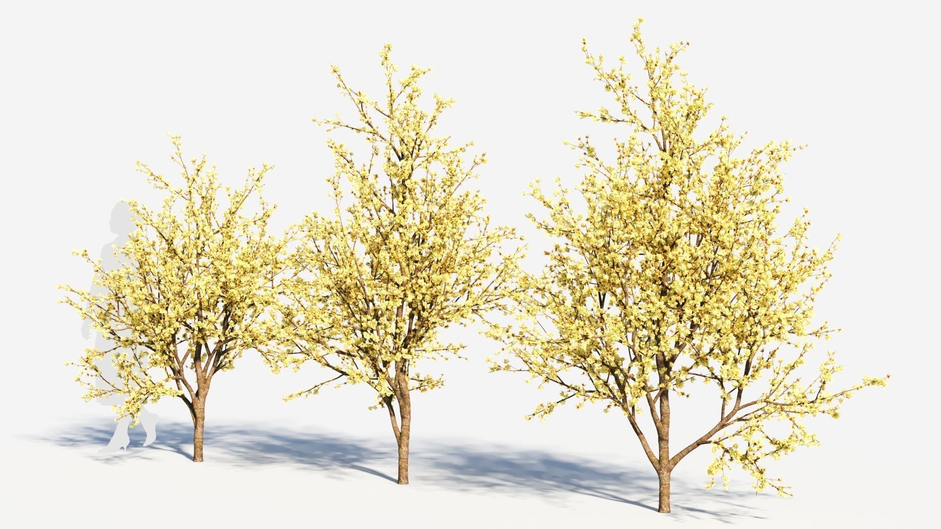 Chimonanthus praecox c 3D model_1