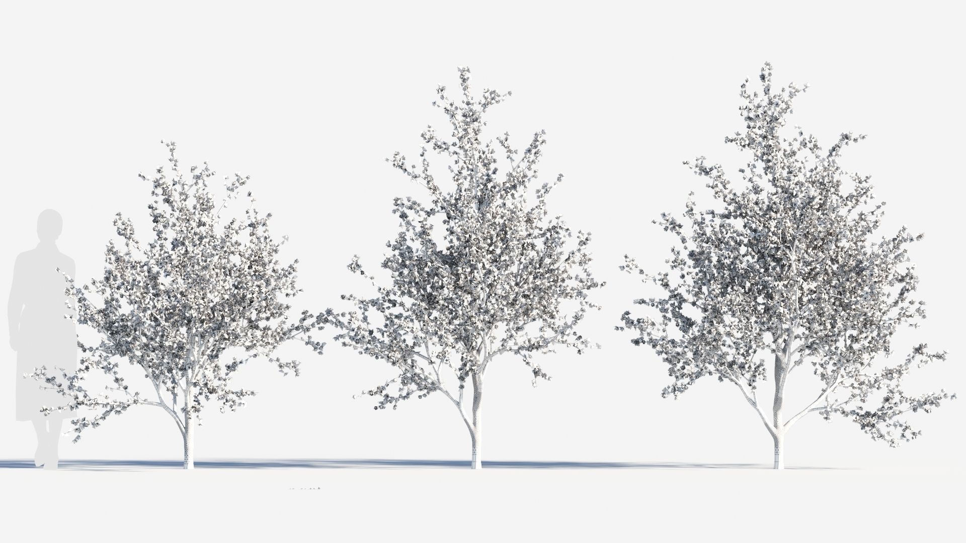 Chimonanthus praecox c 3D model_8
