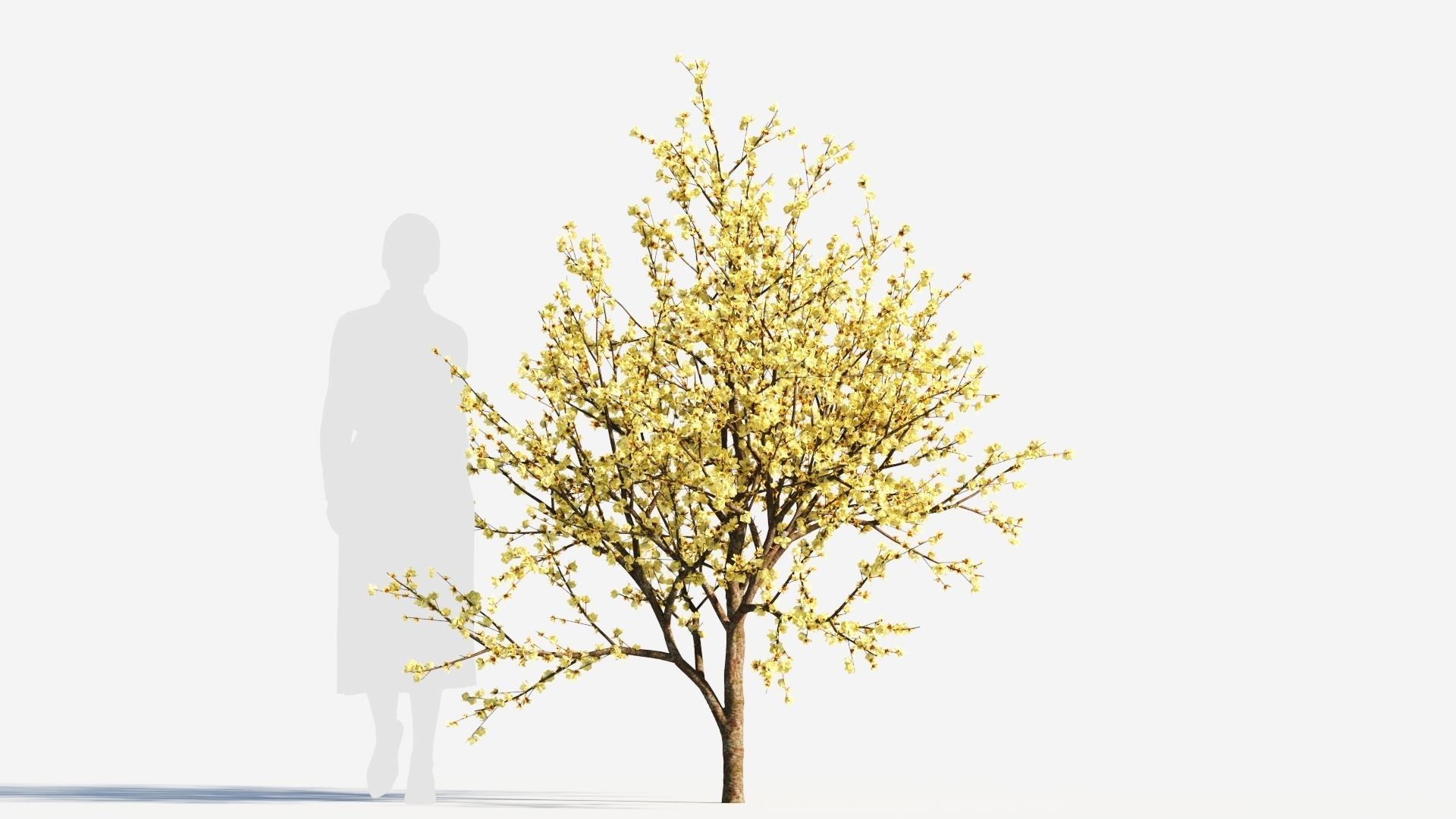 Chimonanthus praecox c 3D model_5