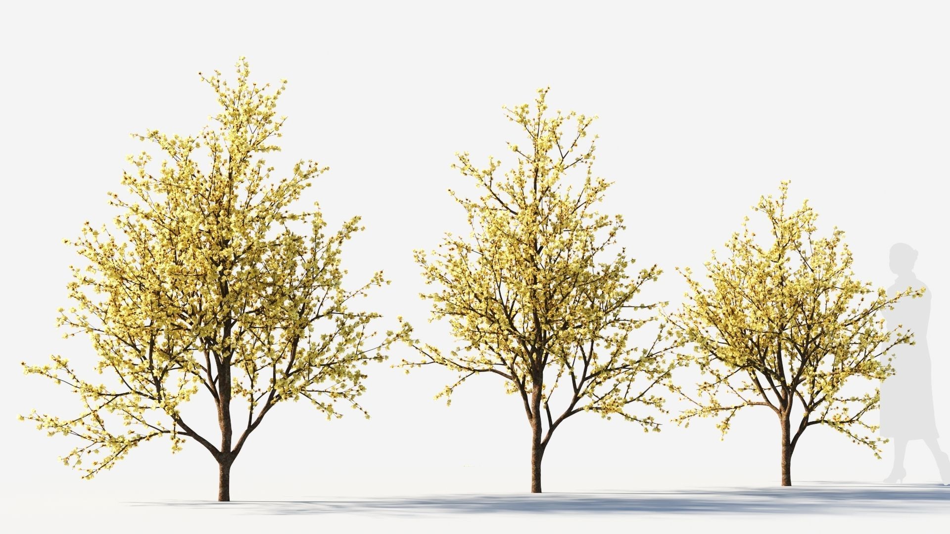 Chimonanthus praecox c 3D model_4