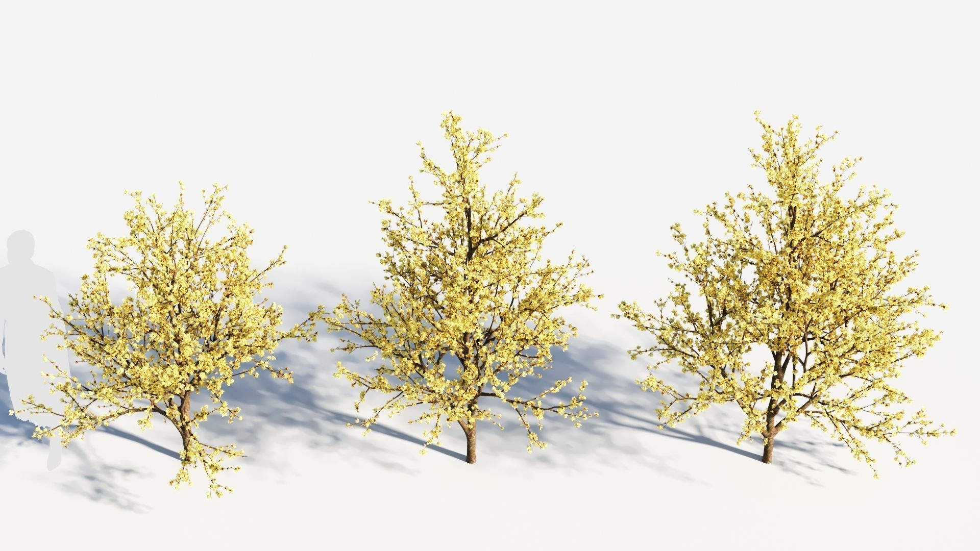 Chimonanthus praecox c 3D model_2