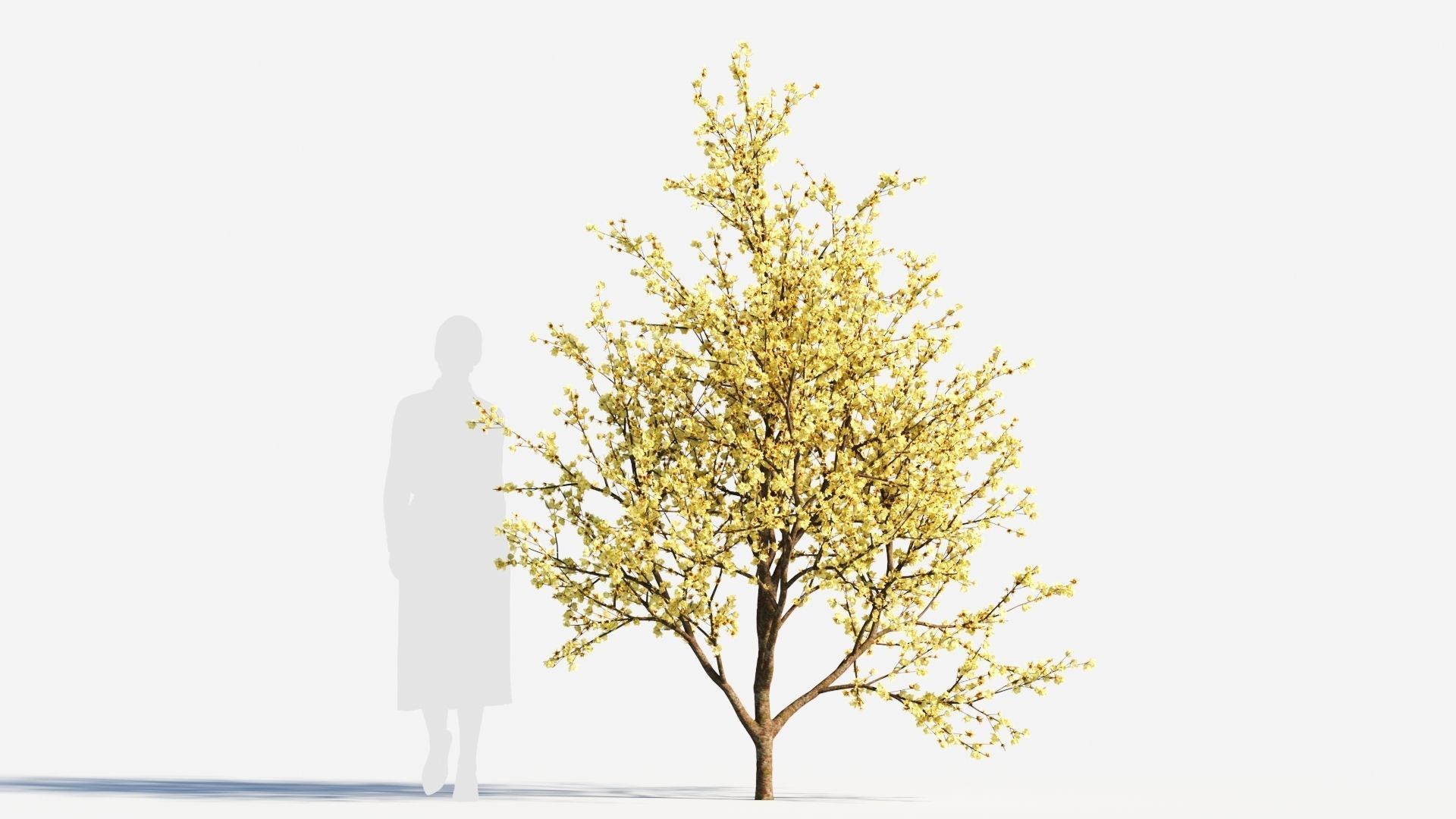 Chimonanthus praecox c 3D model_7