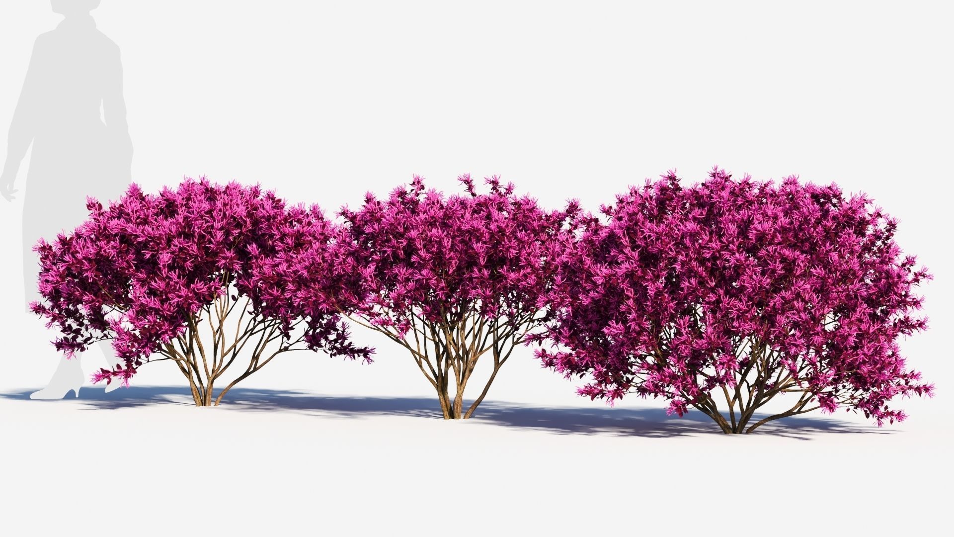 Loropetalum a 3D model_1