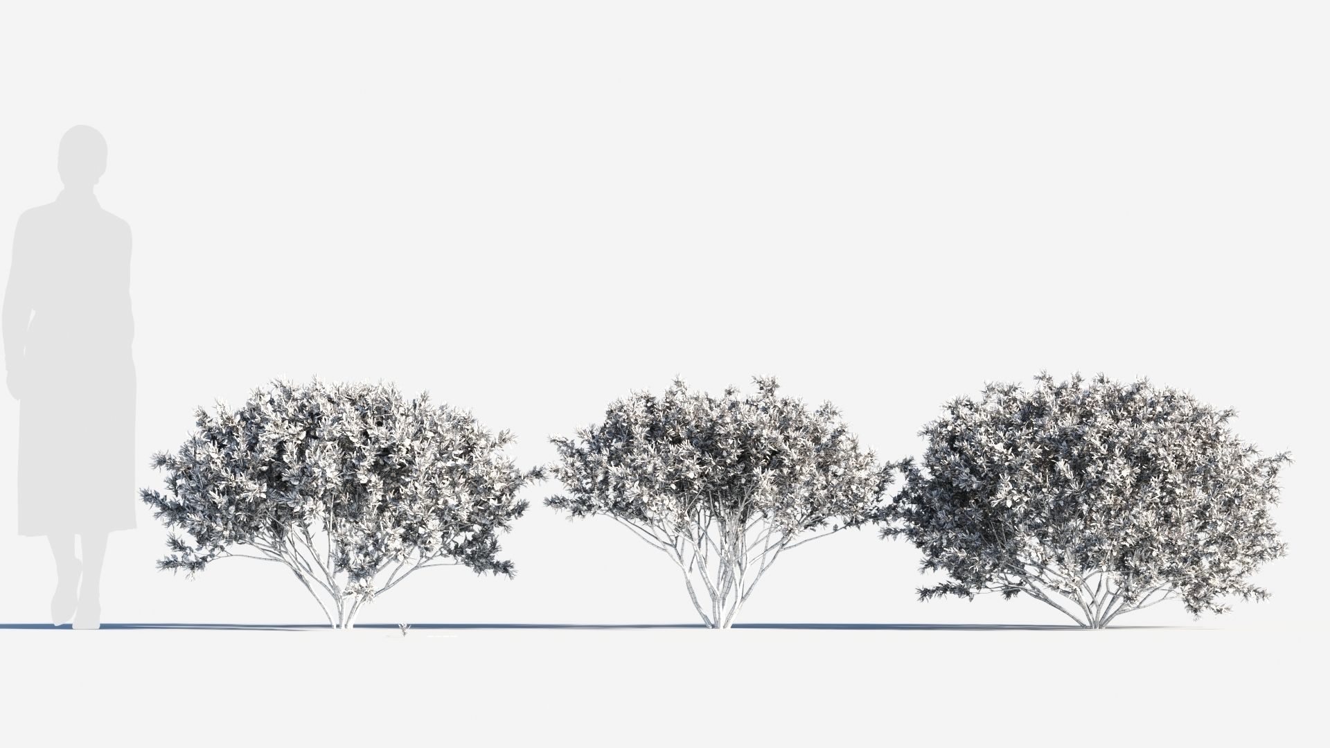 Loropetalum a 3D model_8