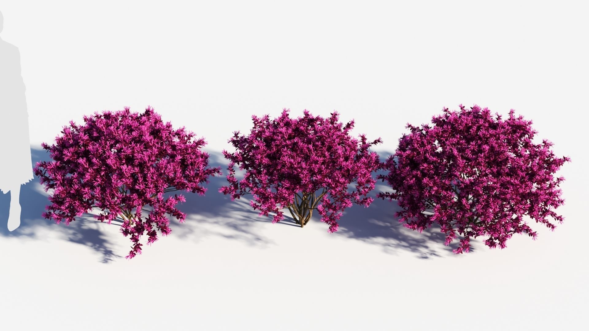 Loropetalum a 3D model_2
