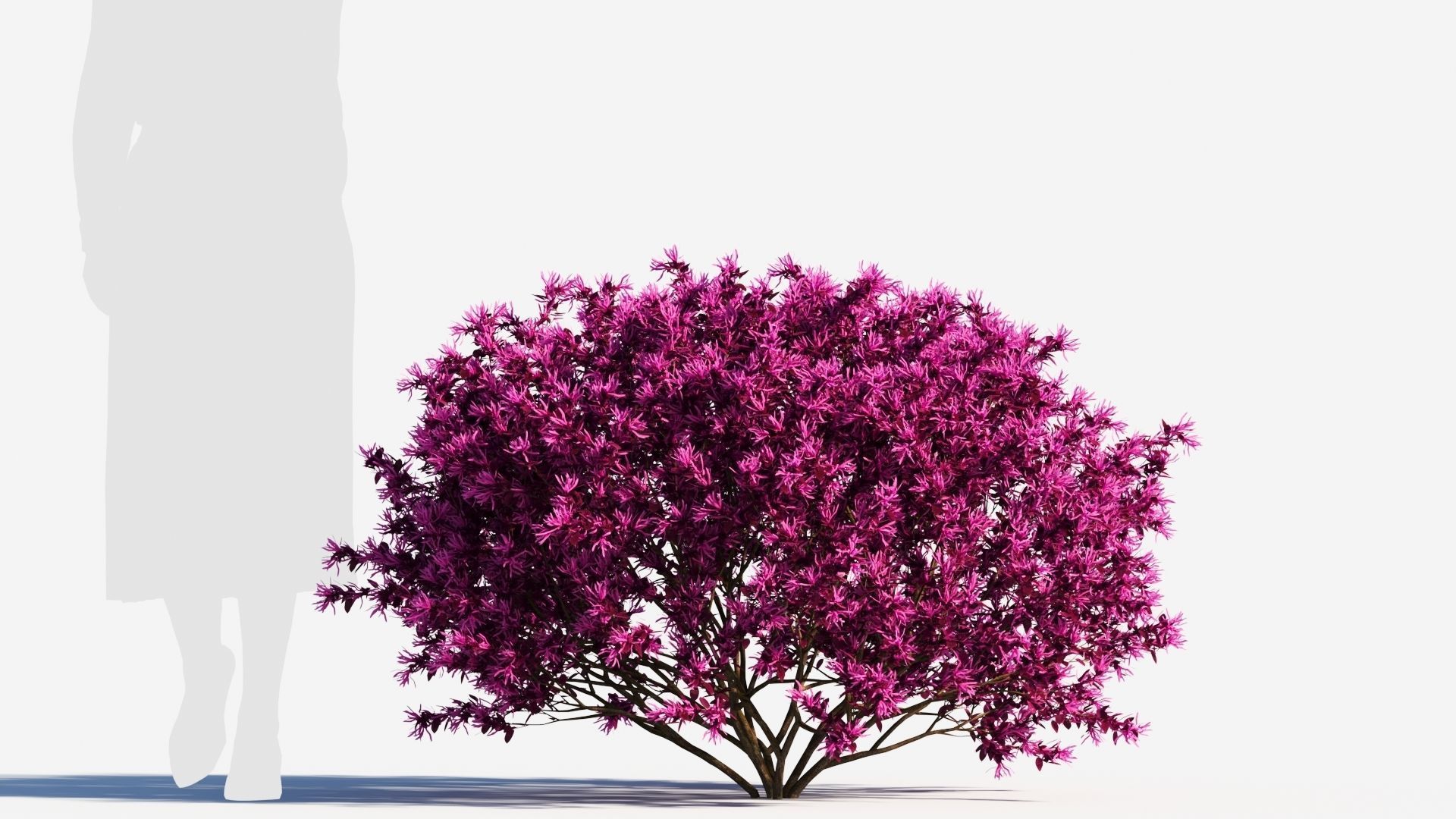 Loropetalum a 3D model_7