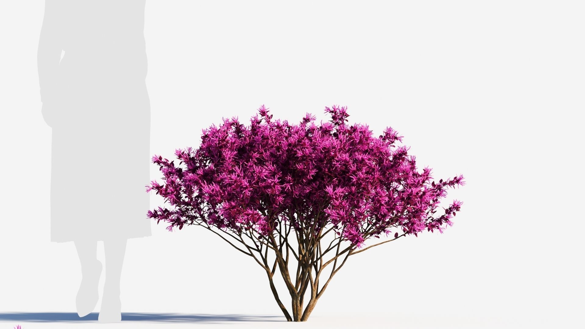 Loropetalum a 3D model_6