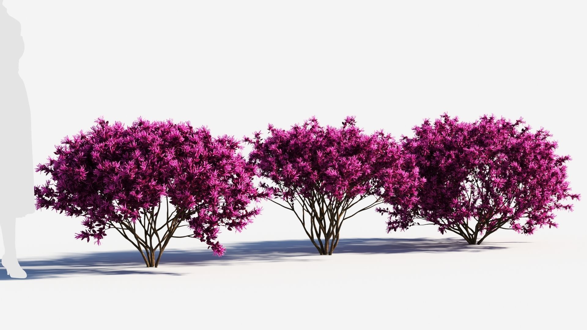 Loropetalum a 3D model_3