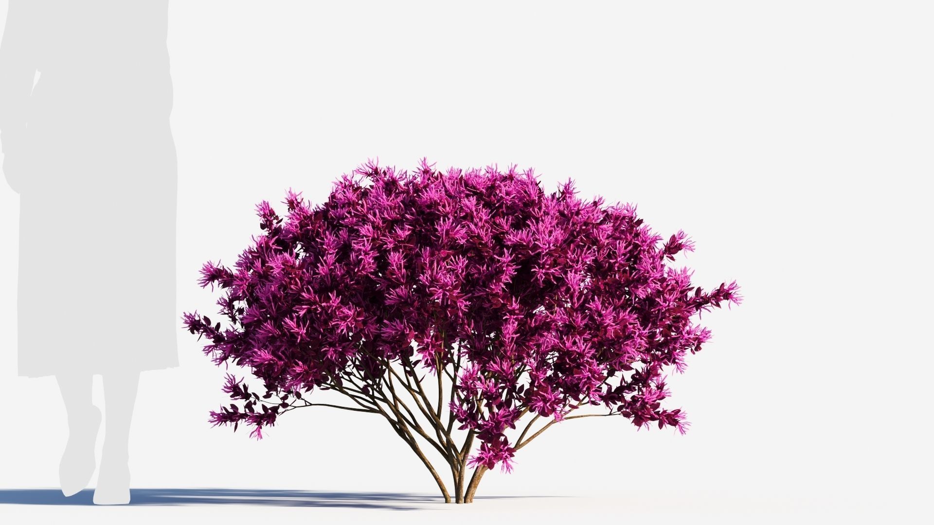Loropetalum a 3D model_5