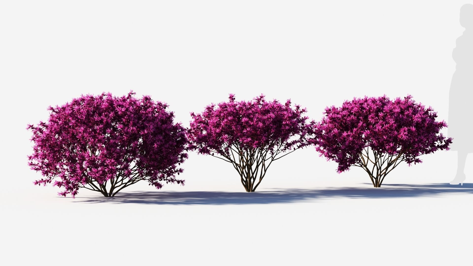 Loropetalum a 3D model_4
