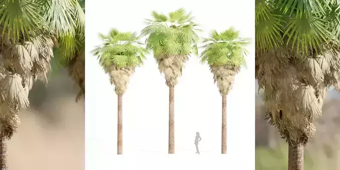 washingtonia filifera palm collection vol 55-Blender 3D model