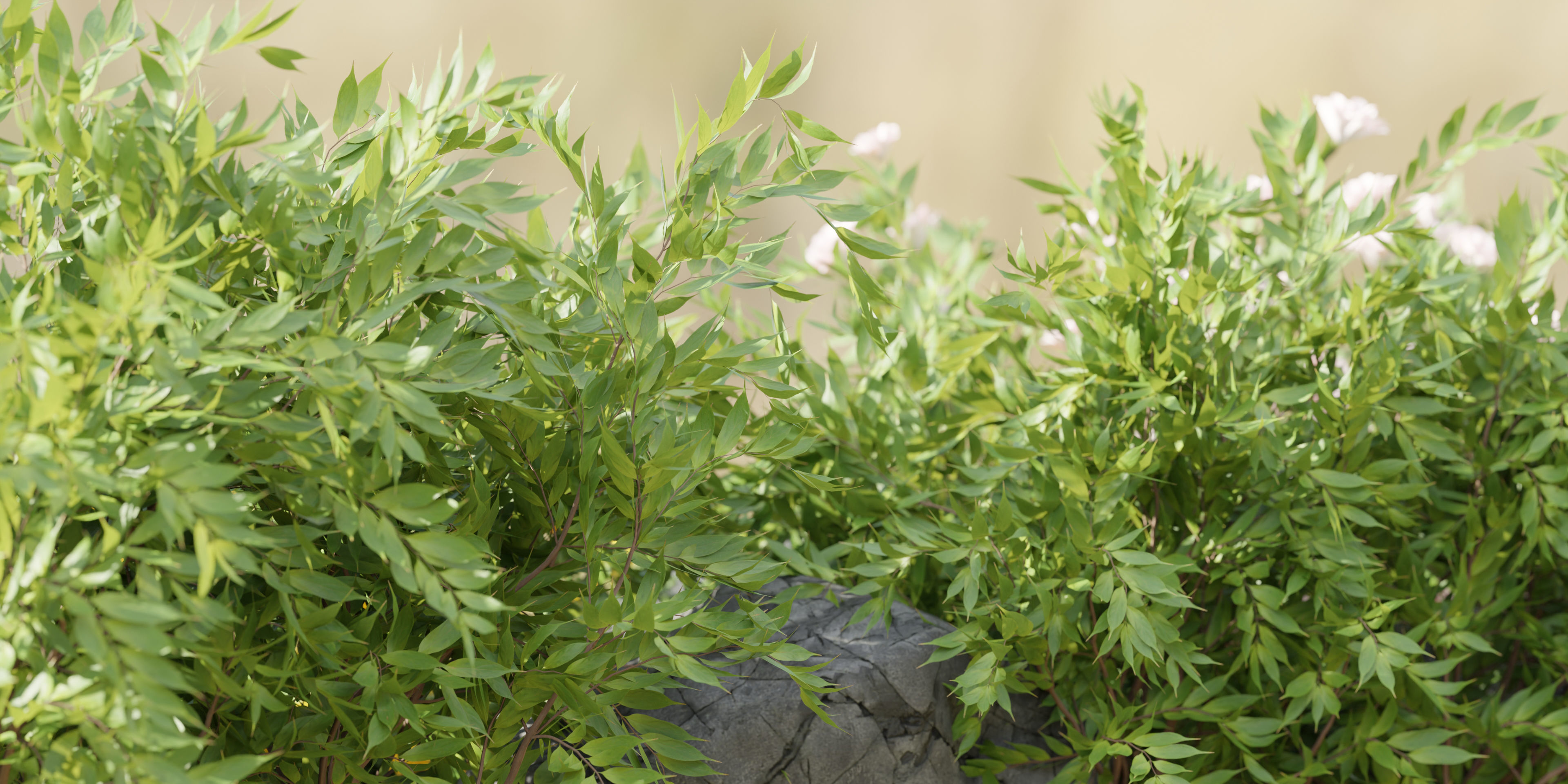 garden plants collection vol 57-Blender 3D model_5