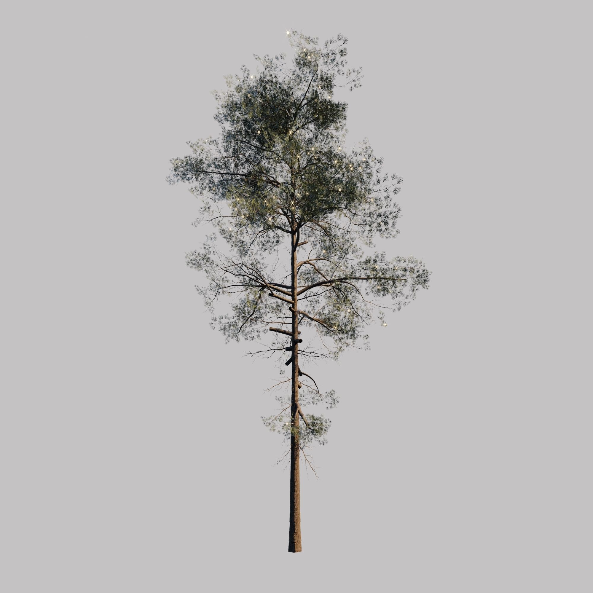 10 pine tree animated set Low-poly 3D model_10