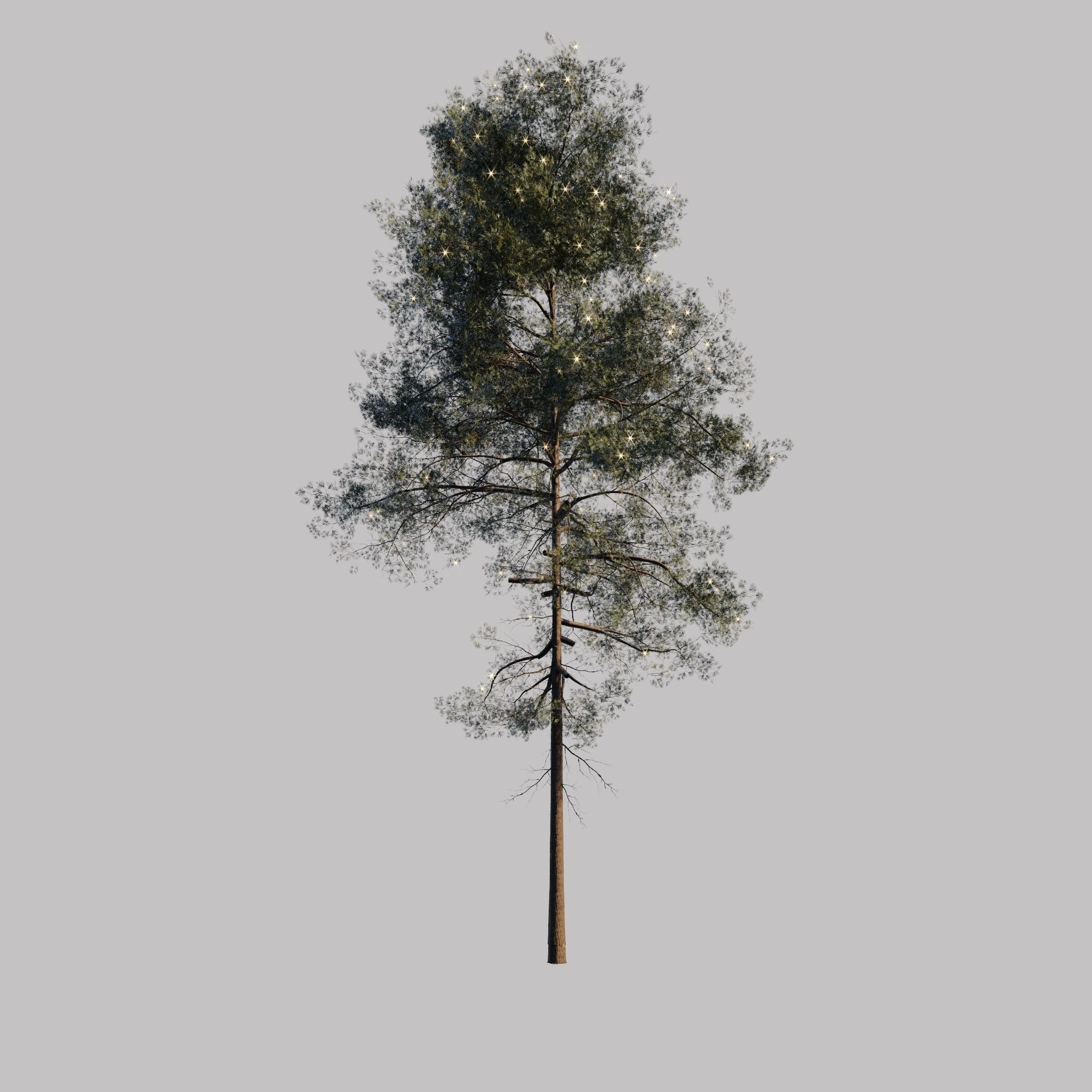 10 pine tree animated set Low-poly 3D model_5
