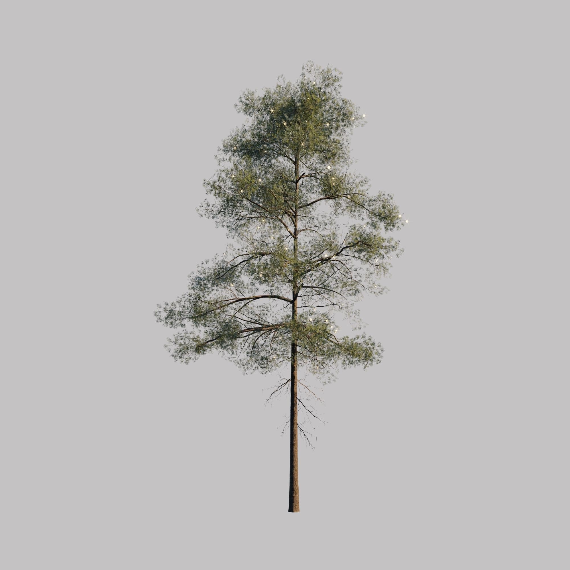 10 pine tree animated set Low-poly 3D model_2