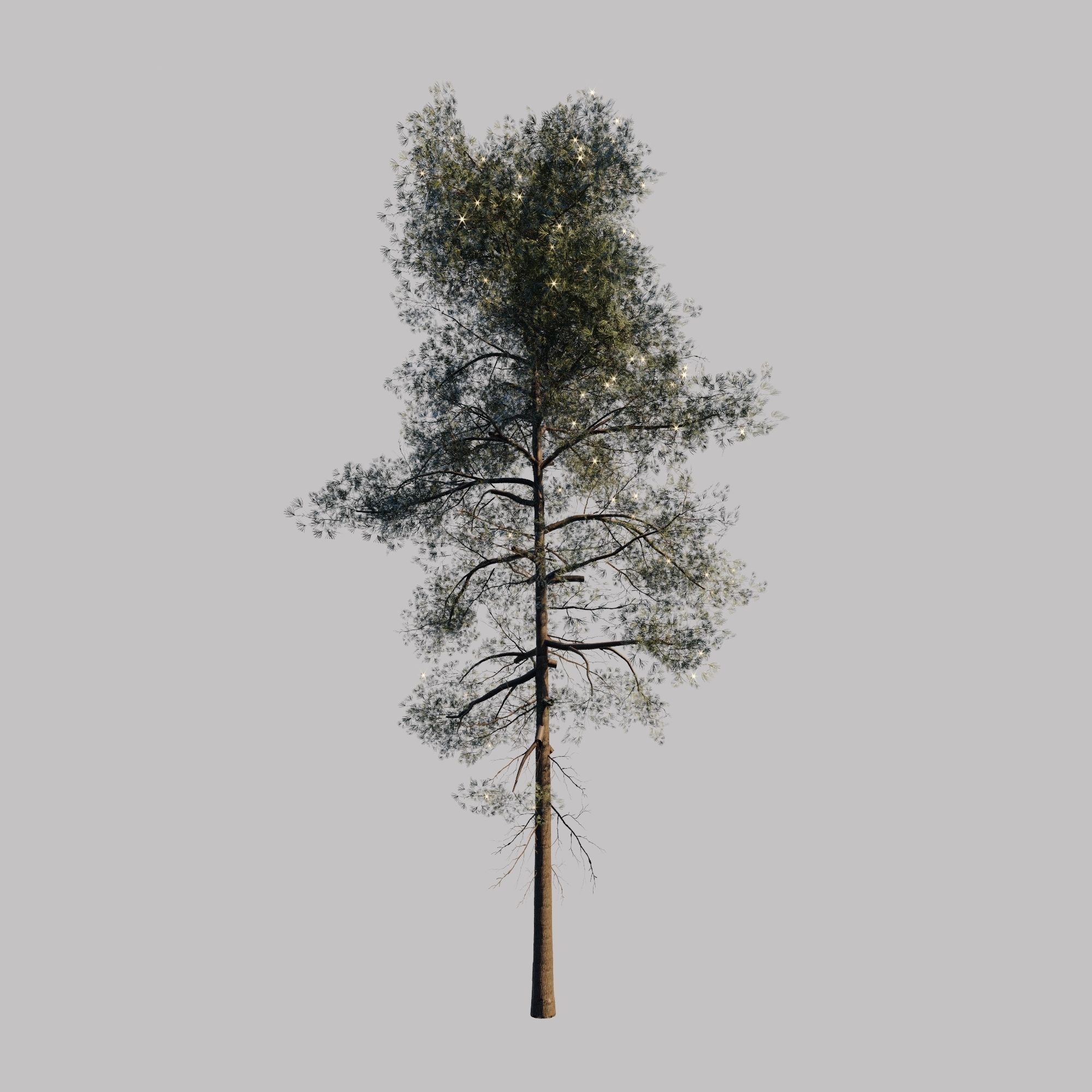 10 pine tree animated set Low-poly 3D model_9