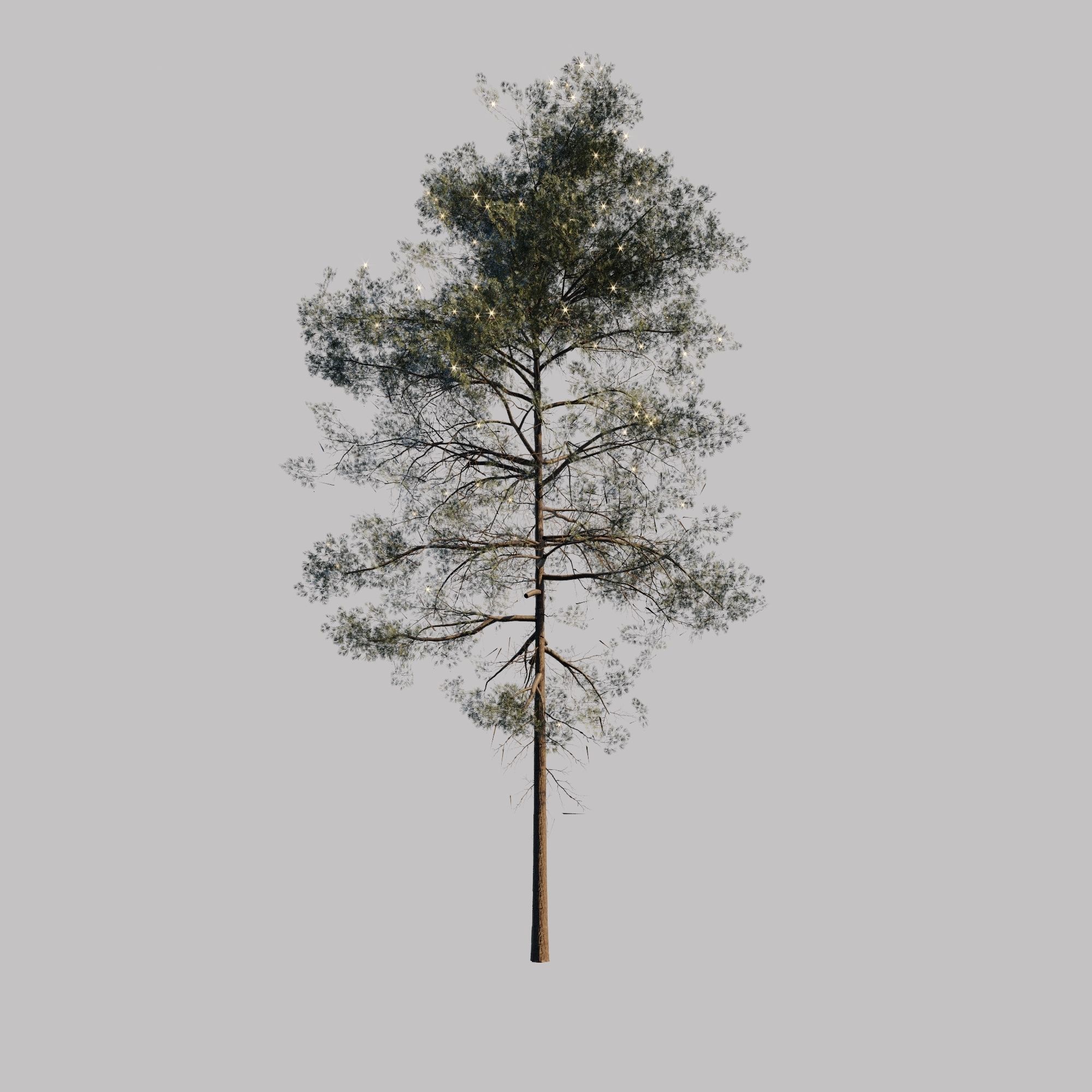 10 pine tree animated set Low-poly 3D model_7