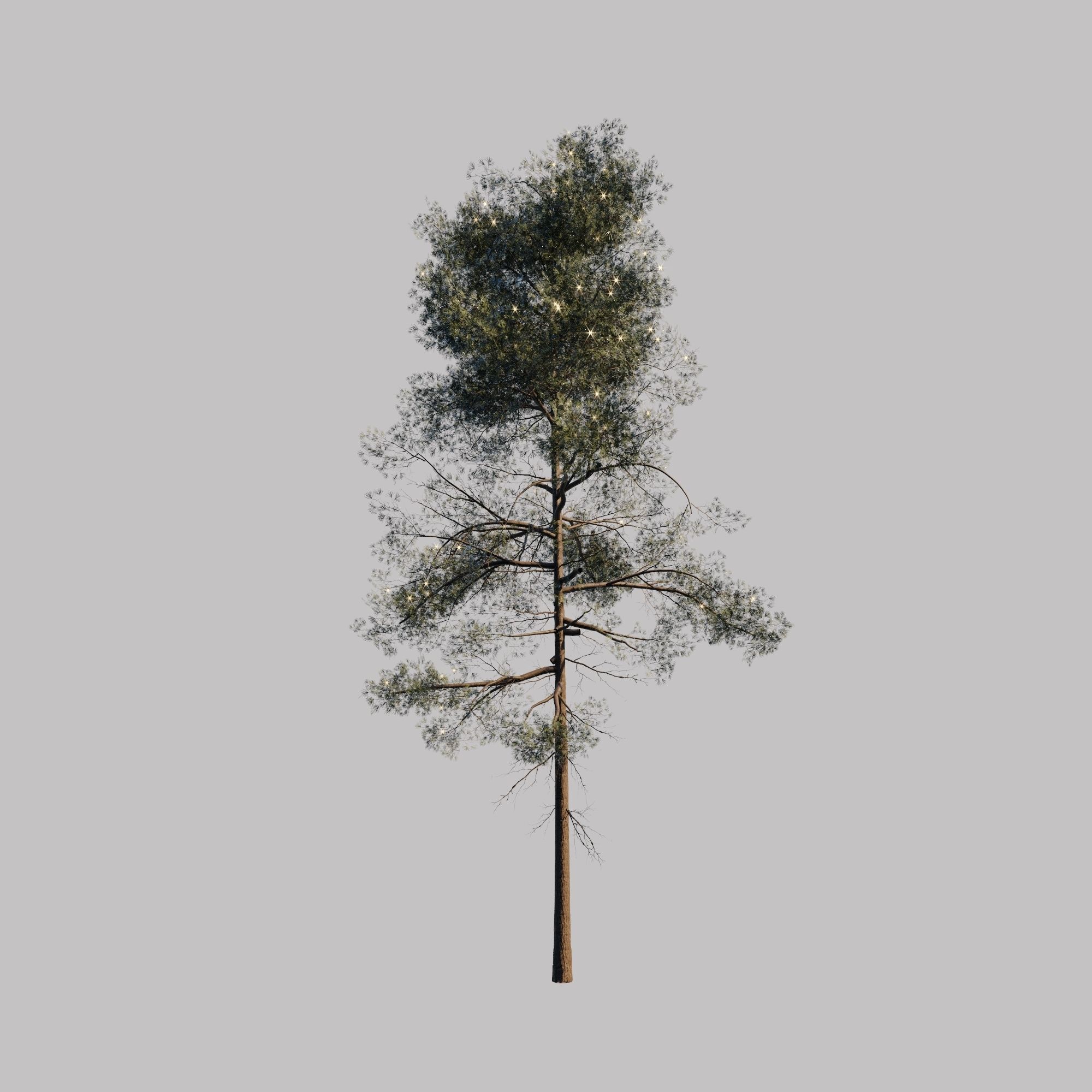 10 pine tree animated set Low-poly 3D model_4