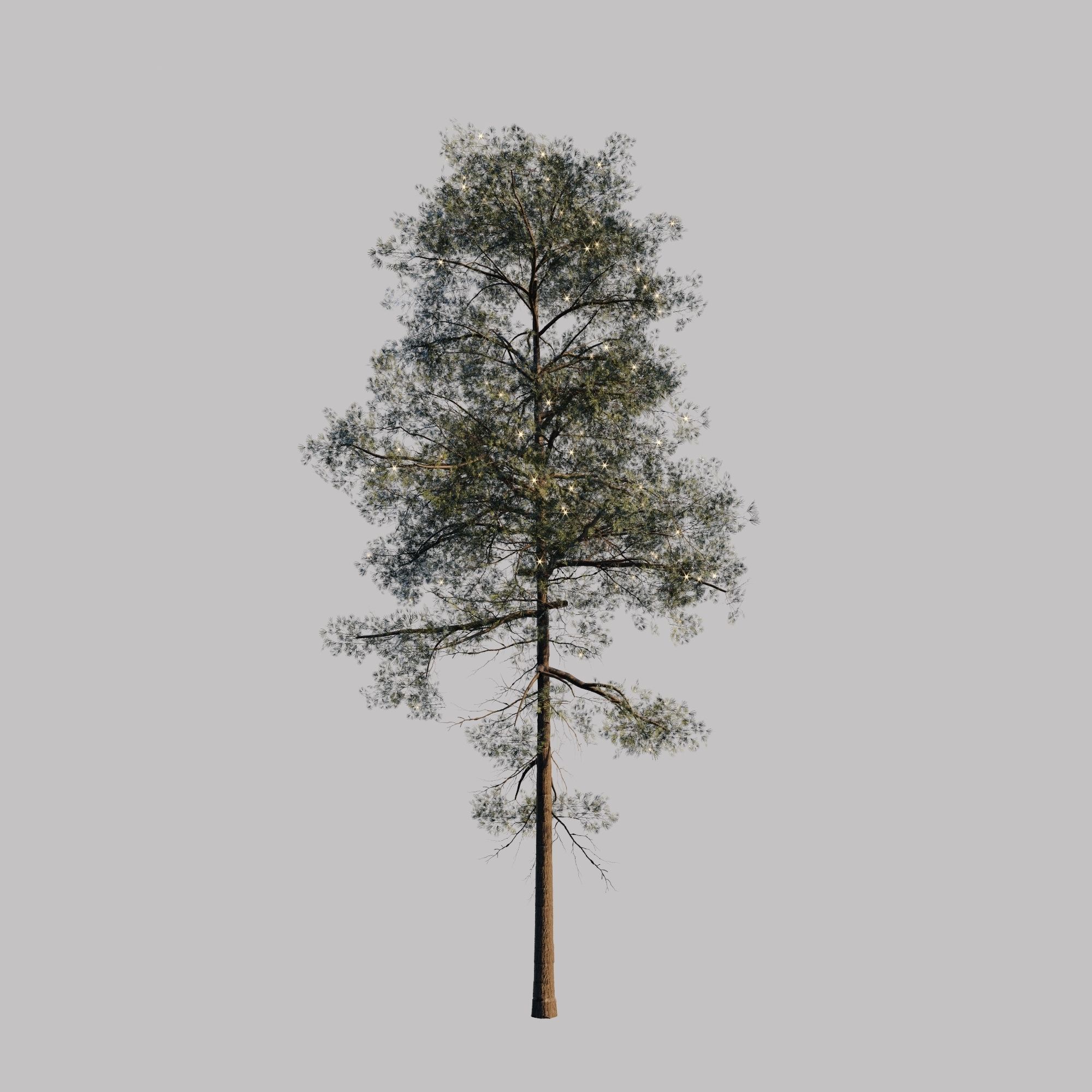 10 pine tree animated set Low-poly 3D model_8
