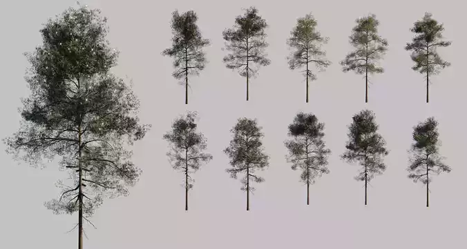 10 pine tree animated set Low-poly 3D model