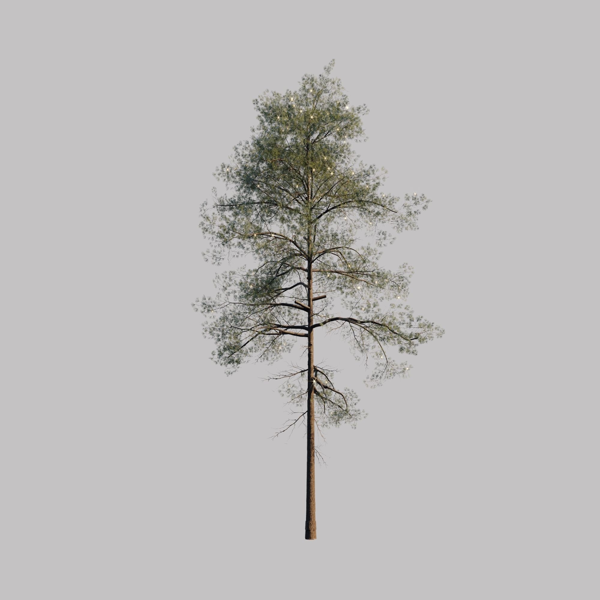10 pine tree animated set Low-poly 3D model_3