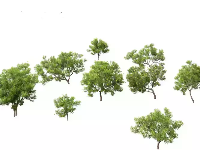 Cascabela Thevetia - Yellow Oleander  3D model
