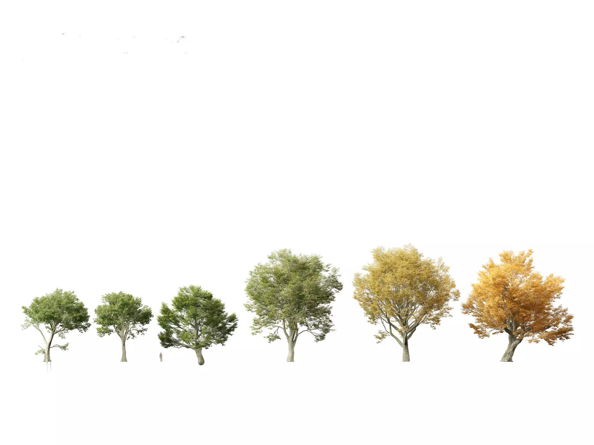 Acer pseudoplatanus - Sycamore maple 3D model_0