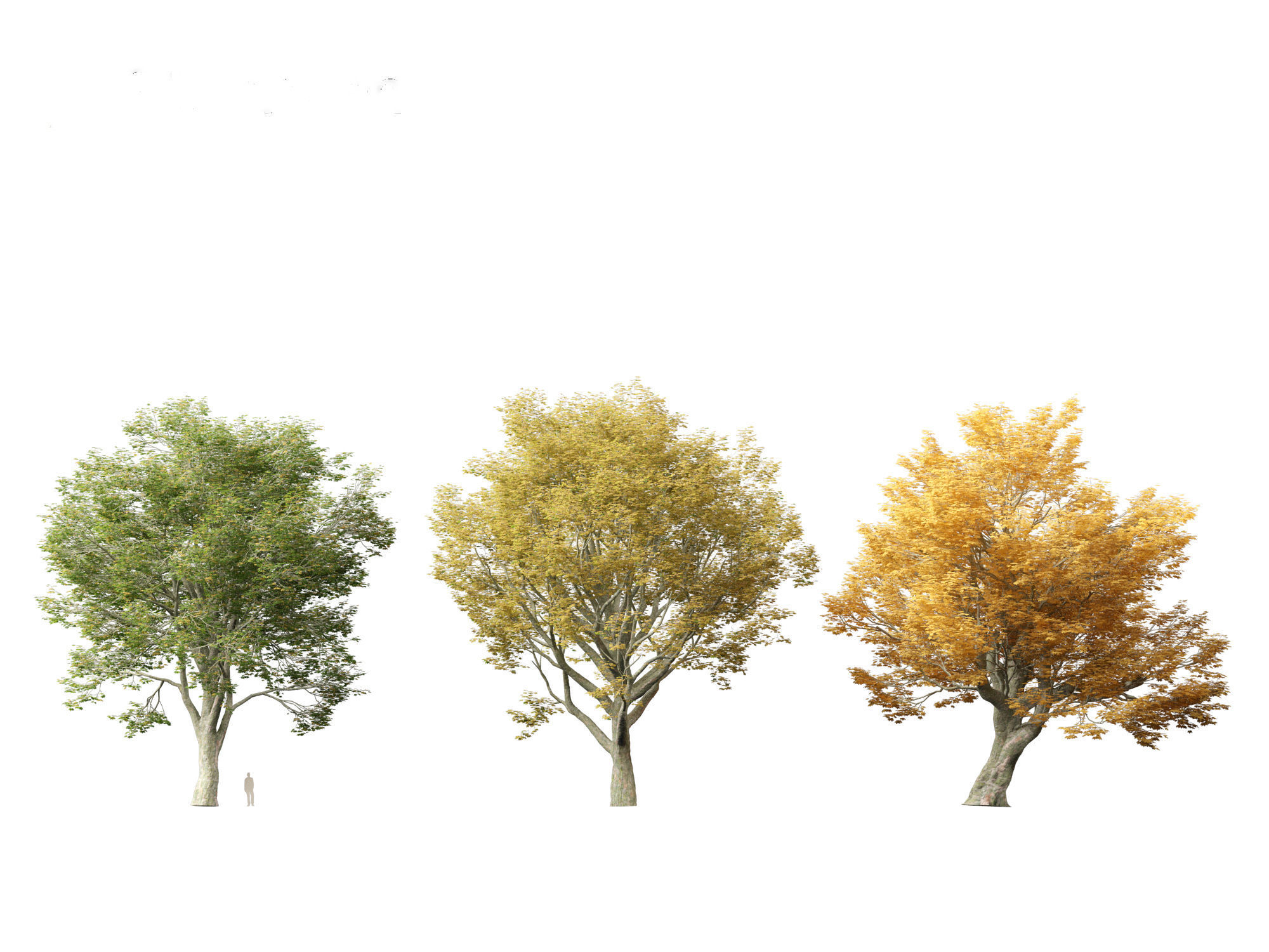 Acer pseudoplatanus - Sycamore maple 3D model_4