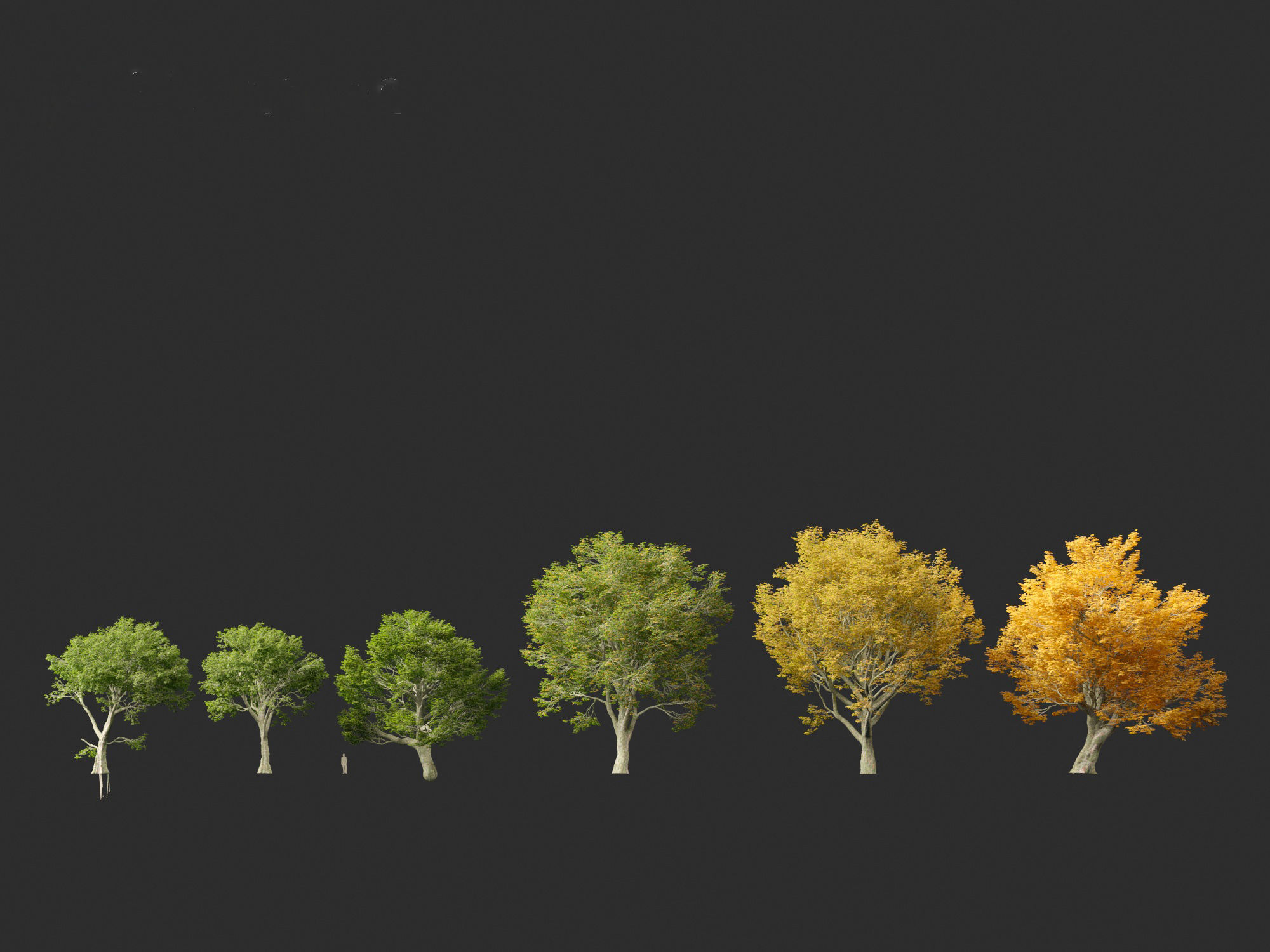 Acer pseudoplatanus - Sycamore maple 3D model_1