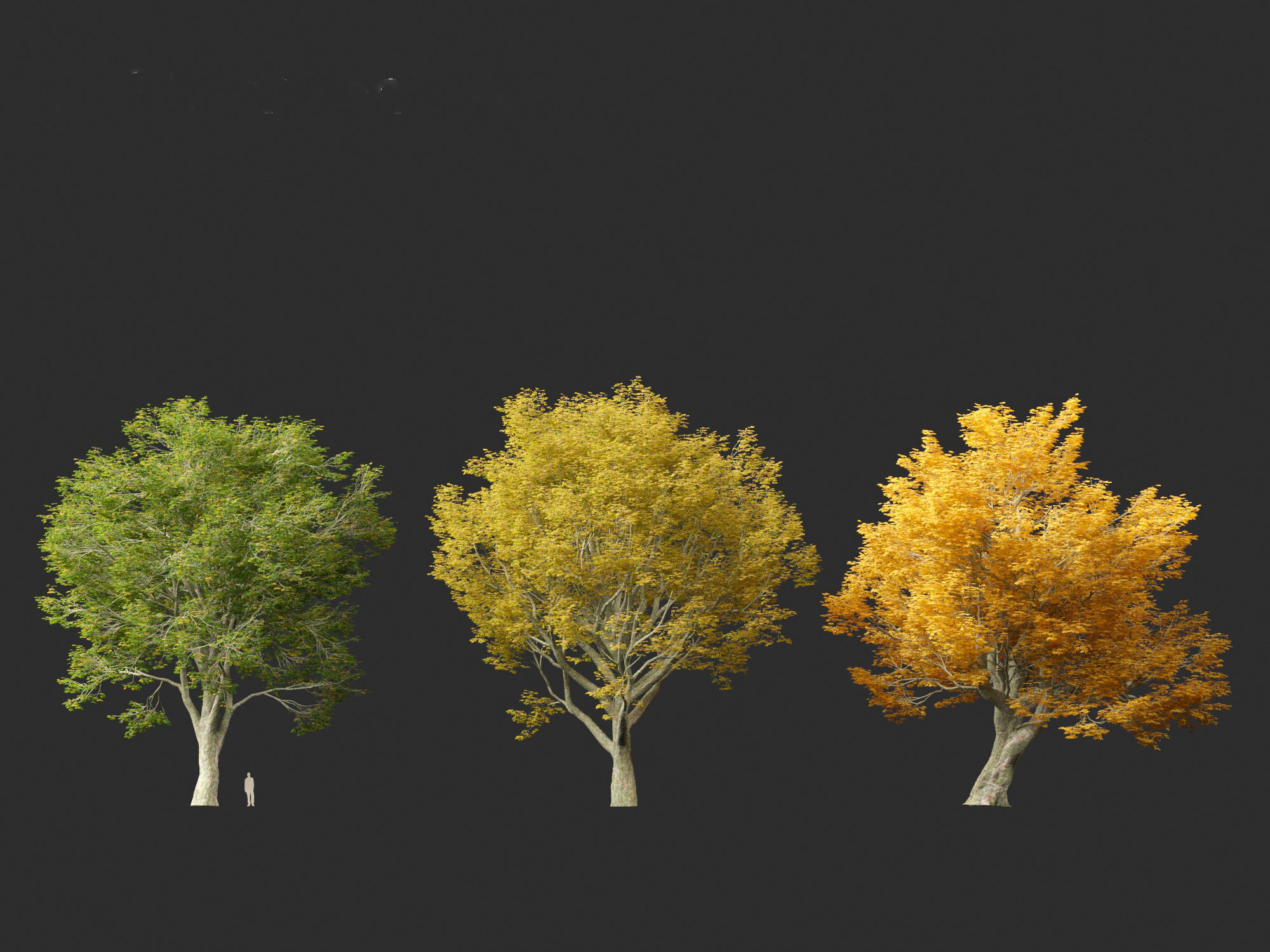 Acer pseudoplatanus - Sycamore maple 3D model_5