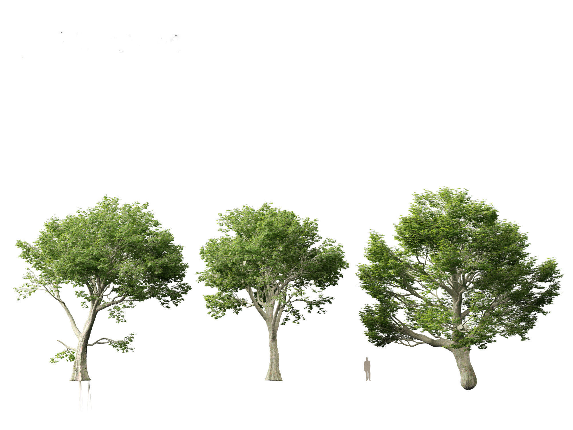 Acer pseudoplatanus - Sycamore maple 3D model_2