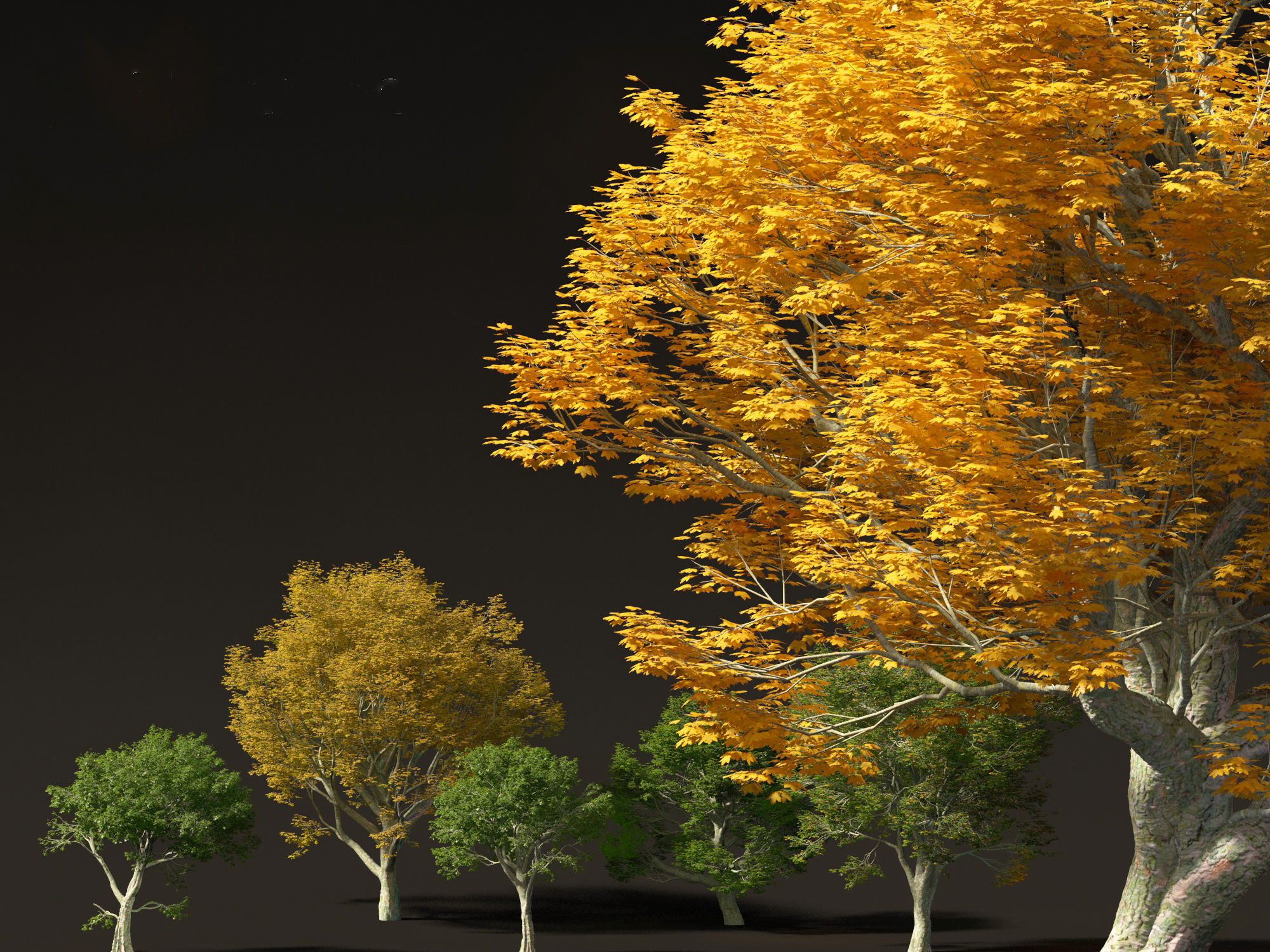Acer pseudoplatanus - Sycamore maple 3D model_6