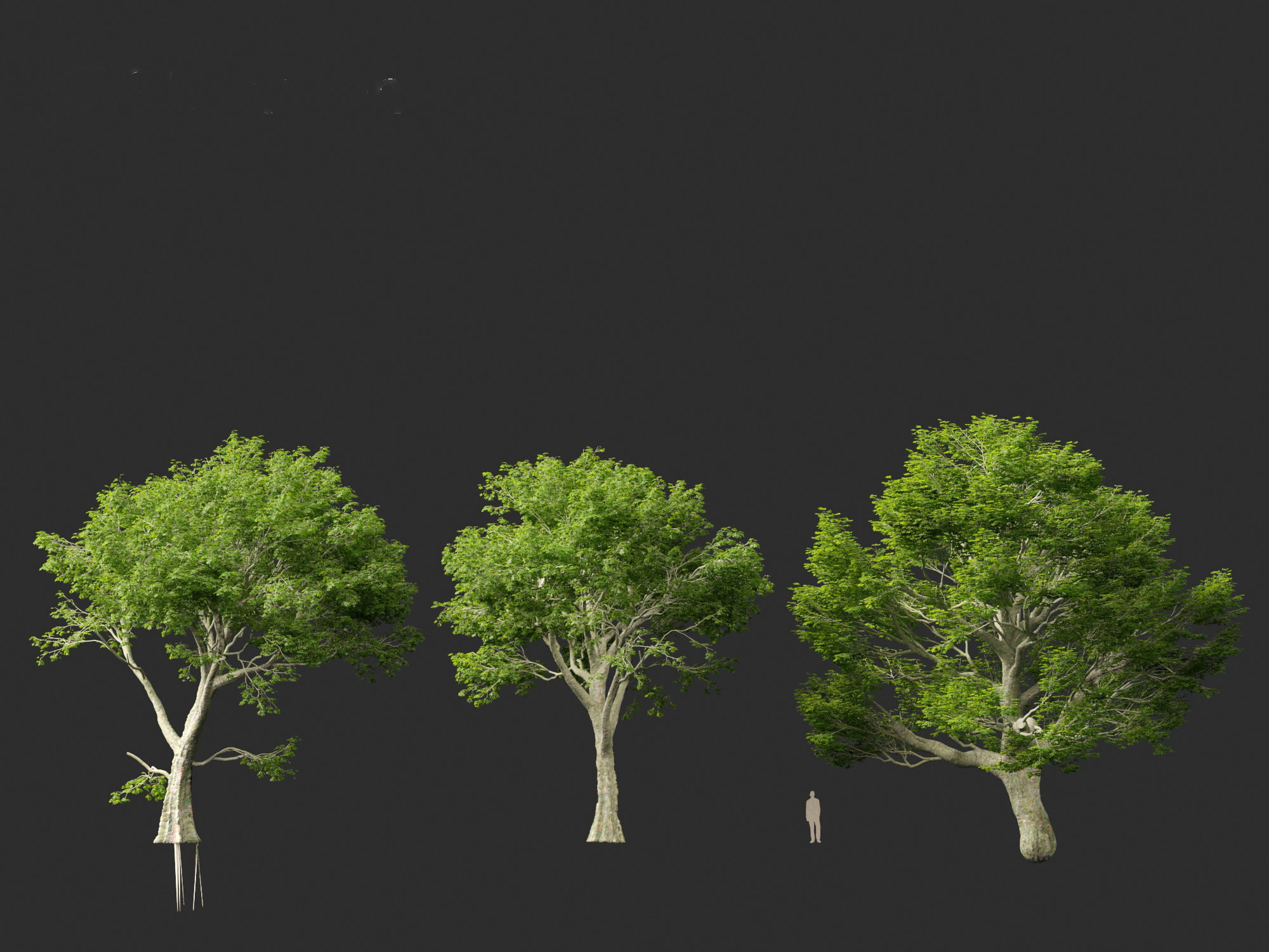 Acer pseudoplatanus - Sycamore maple 3D model_3