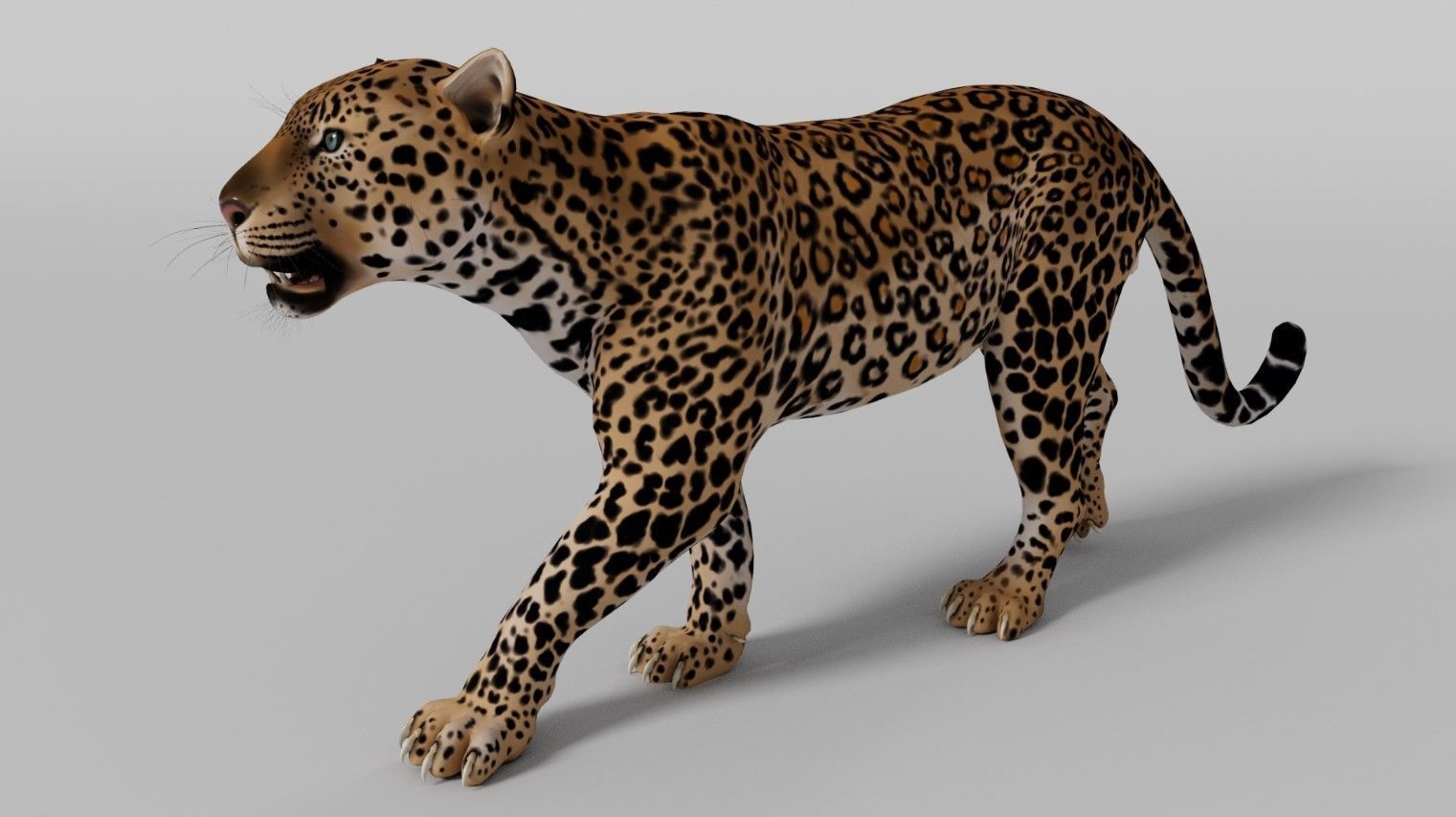Leopard Walk Cycle - Animation 3D model_7
