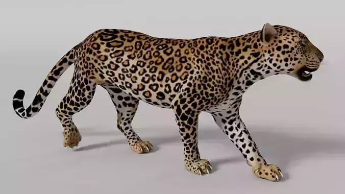 Leopard Walk Cycle - Animation 3D model