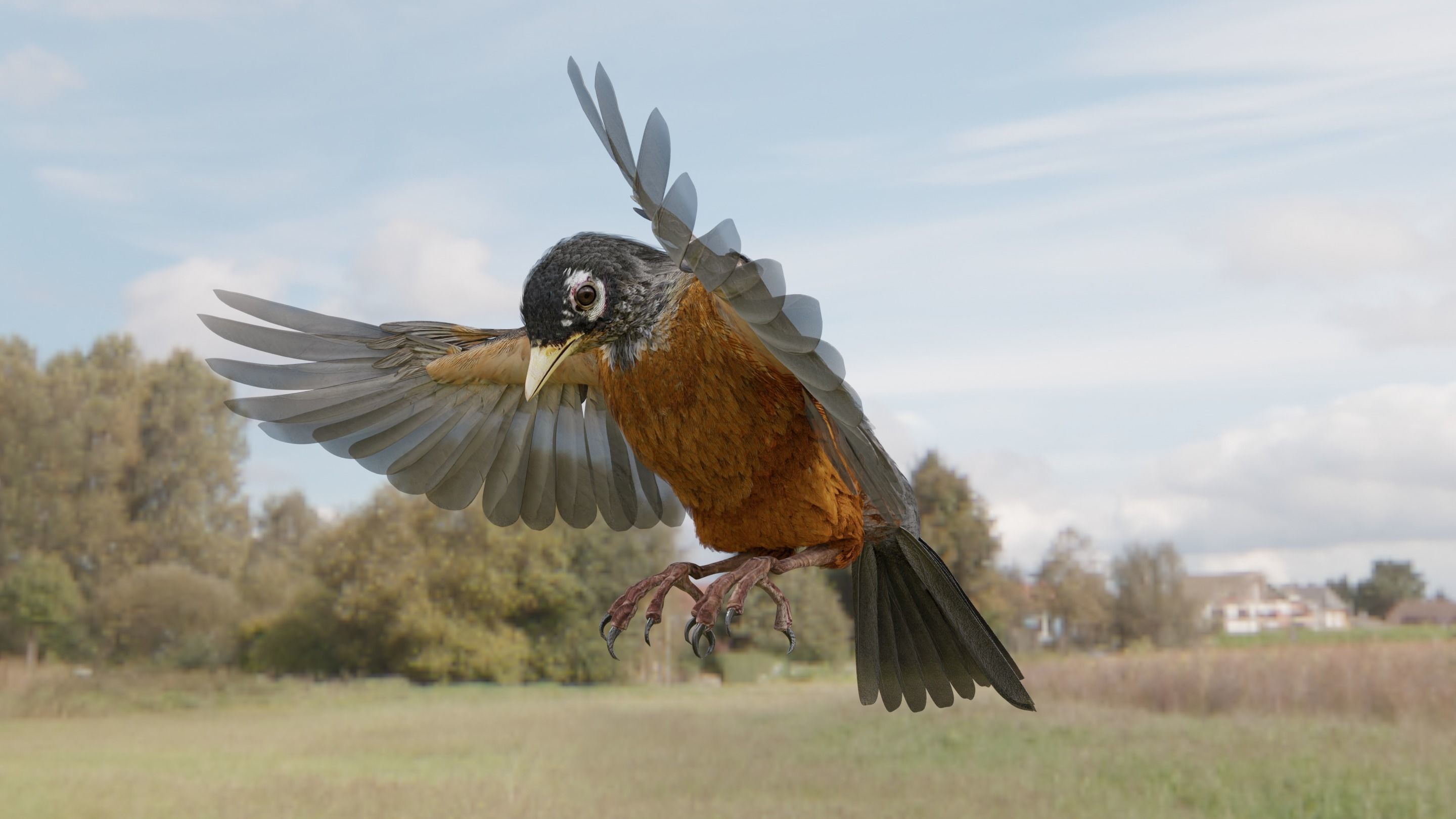 American Robin - Blender 3D model_8
