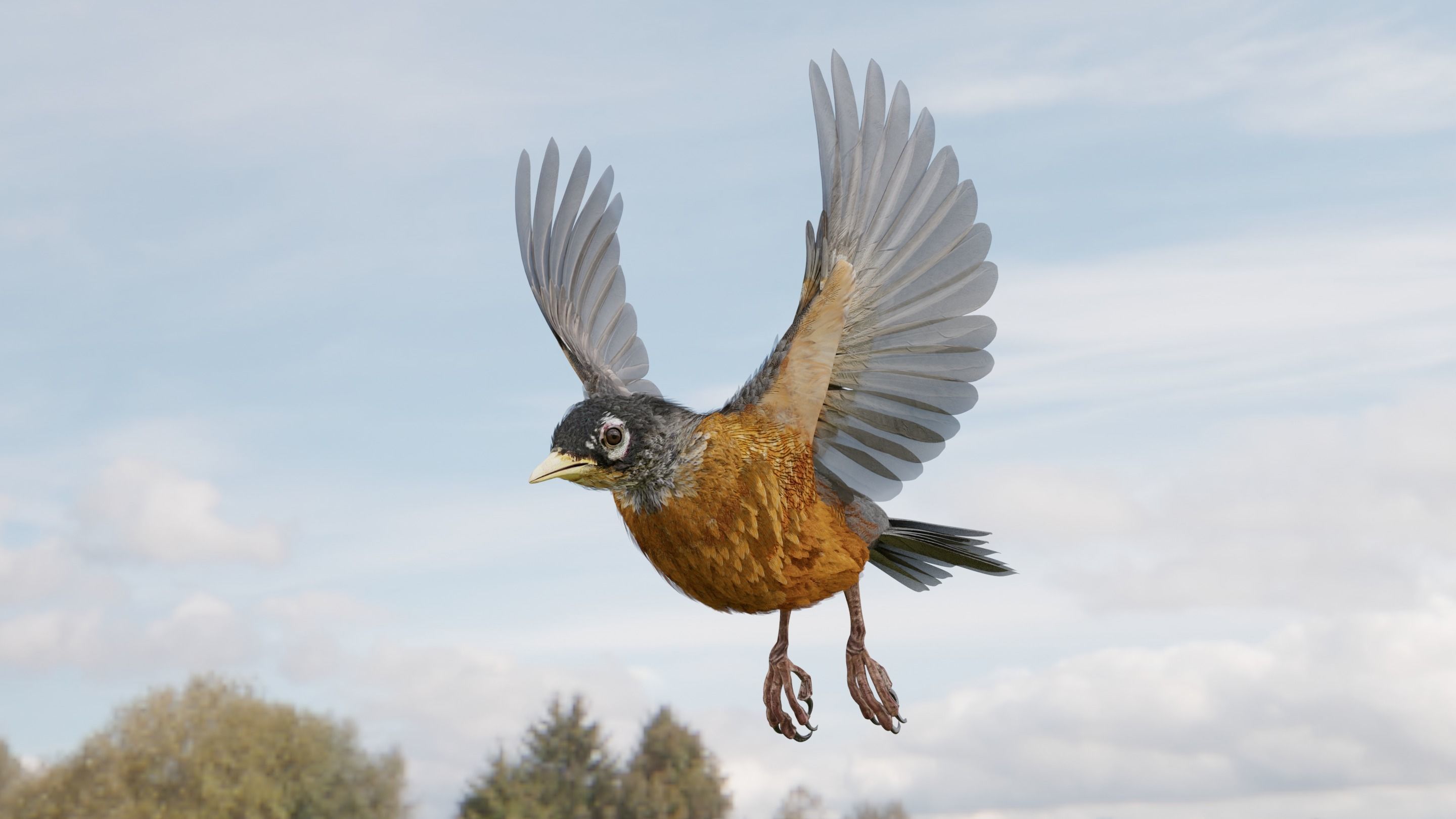 American Robin - Blender 3D model_6