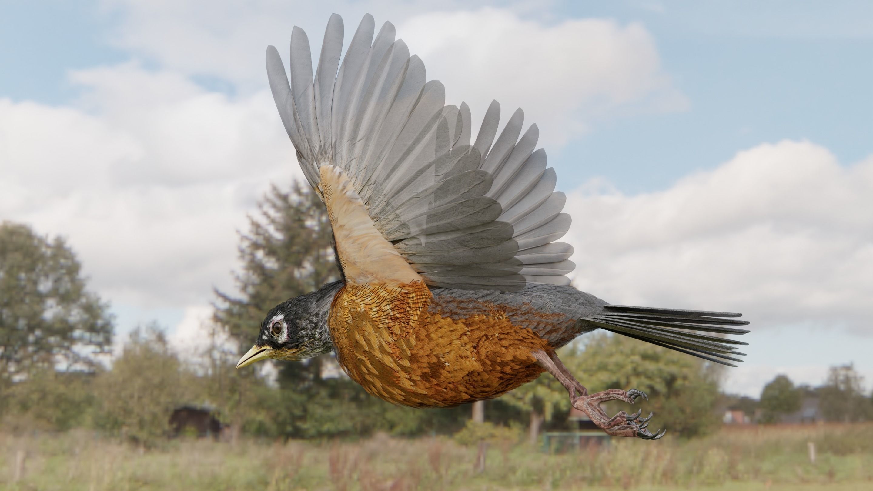 American Robin - Blender 3D model_15