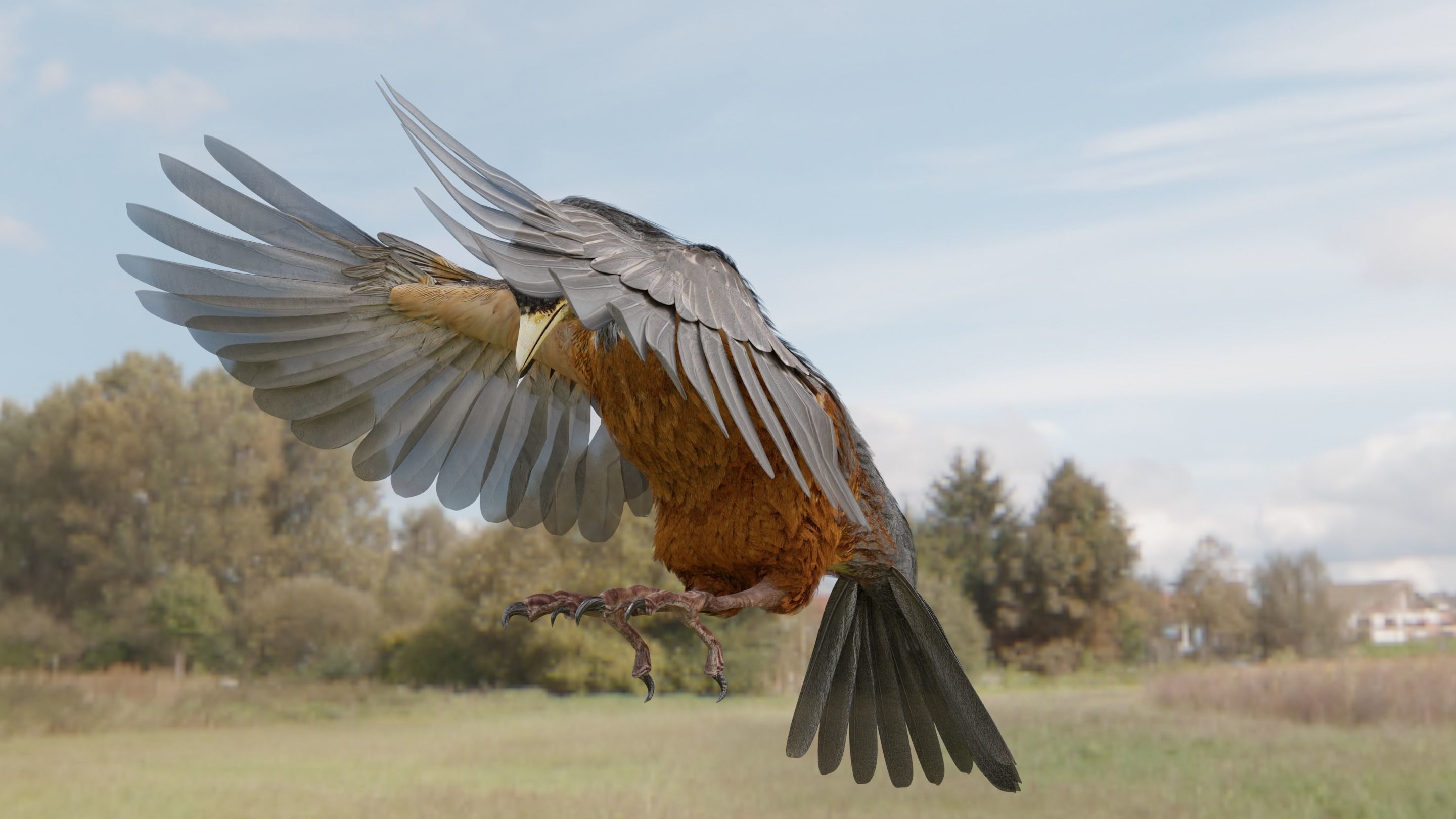 American Robin - Blender 3D model_10