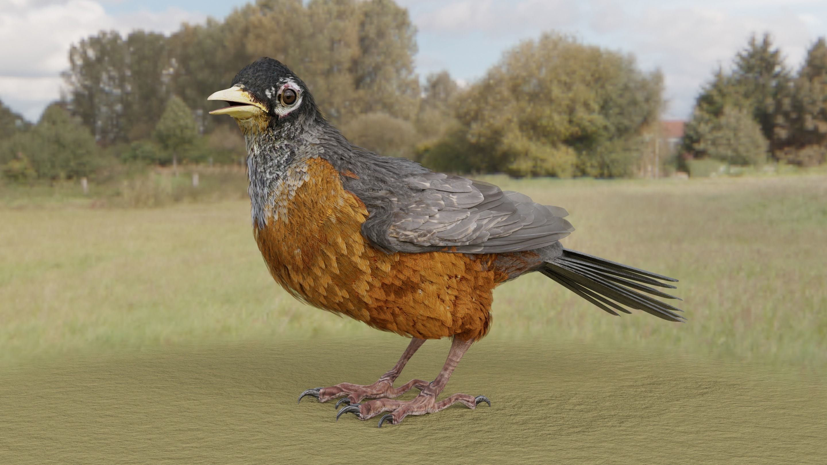 American Robin - Blender 3D model_12