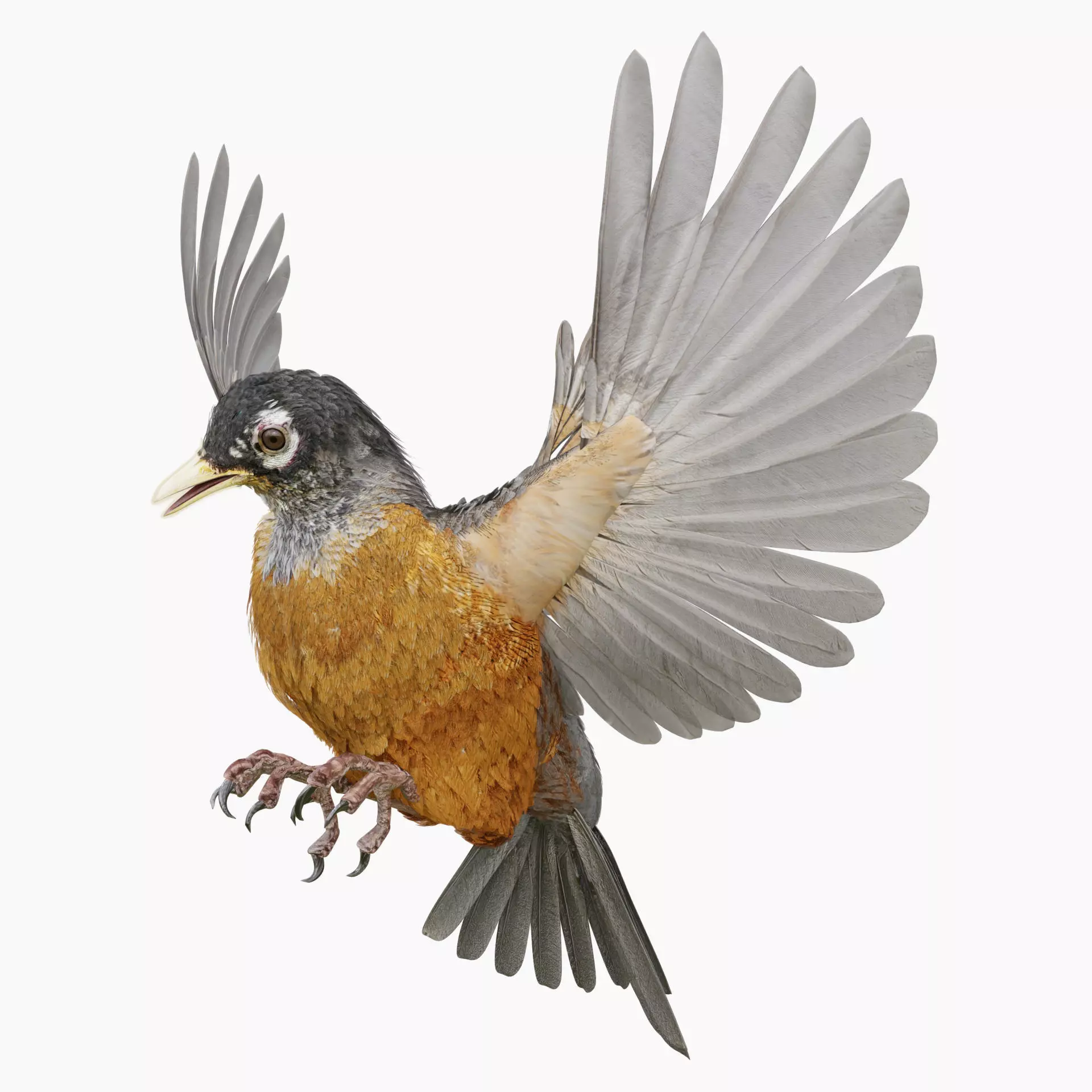 American Robin - Blender 3D model_0
