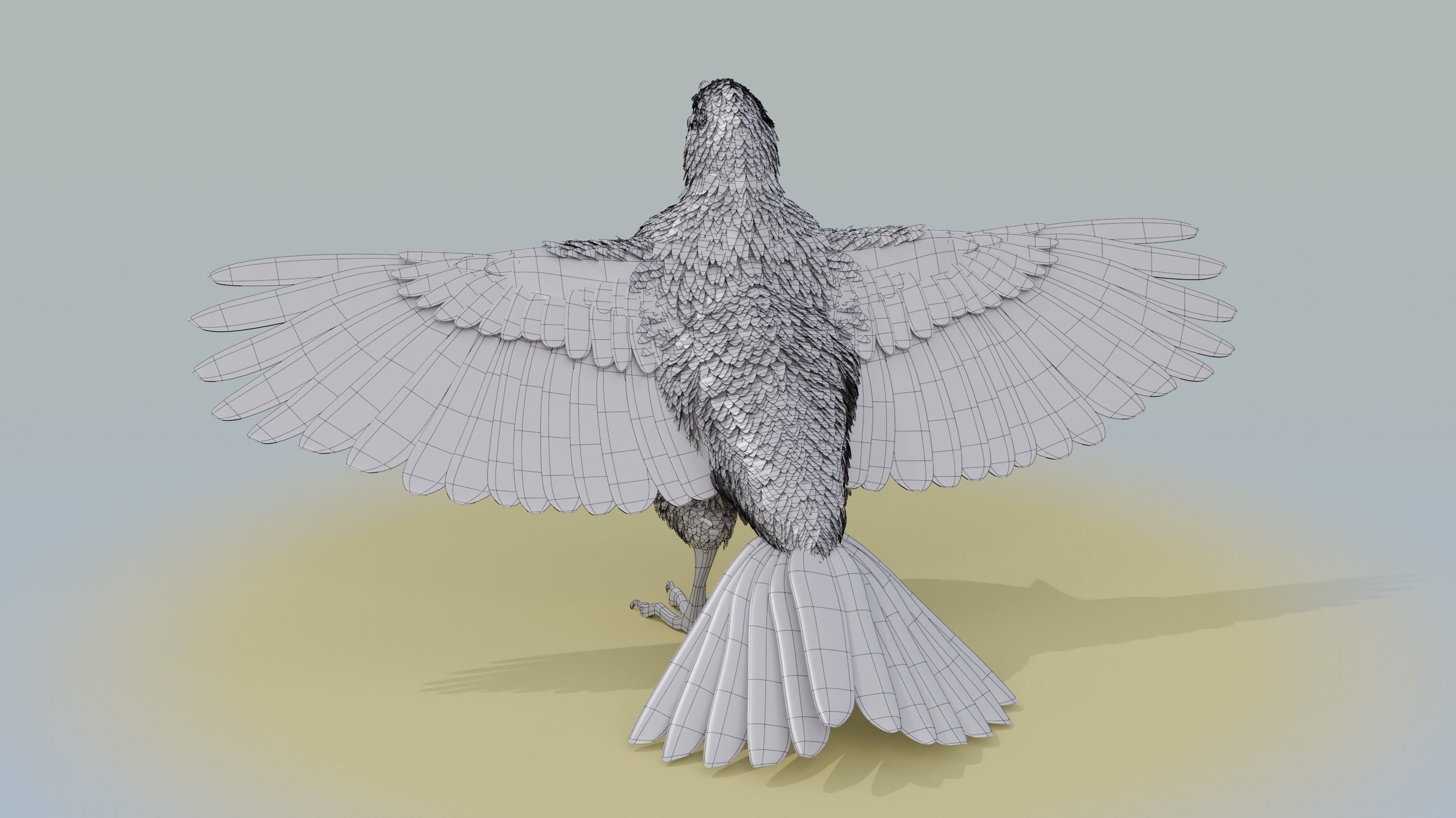 American Robin - Blender 3D model_26