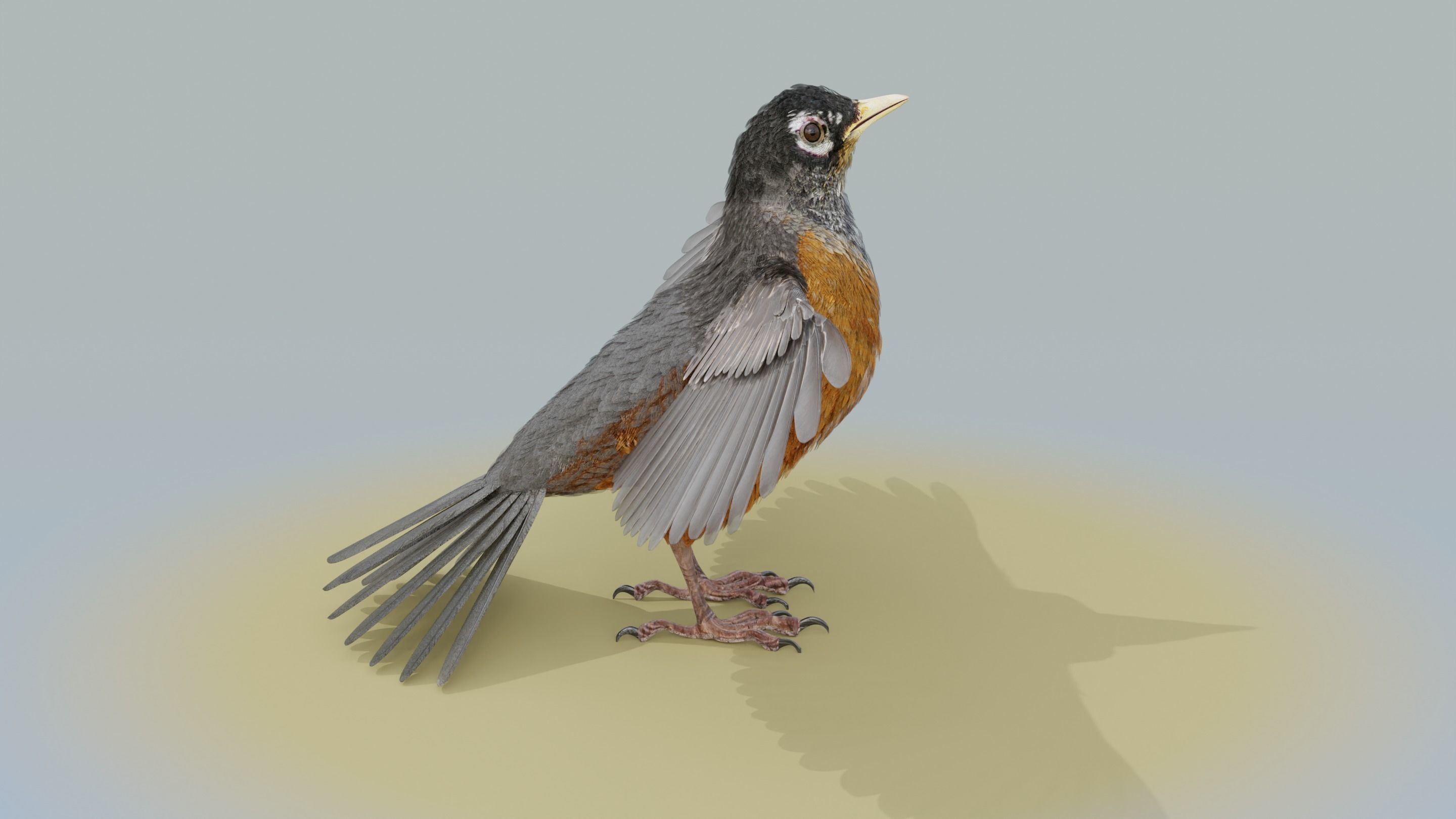 American Robin - Blender 3D model_21