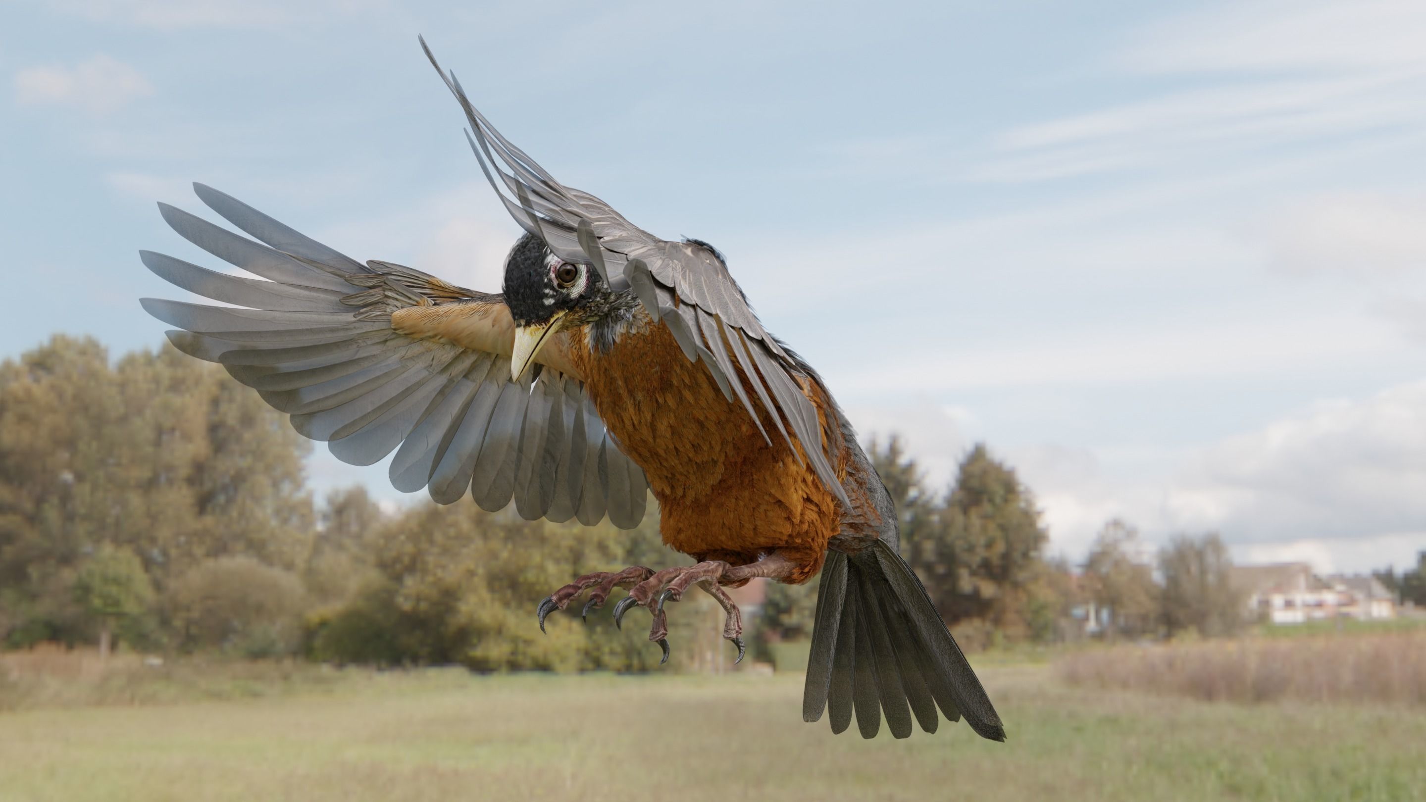 American Robin - Blender 3D model_9