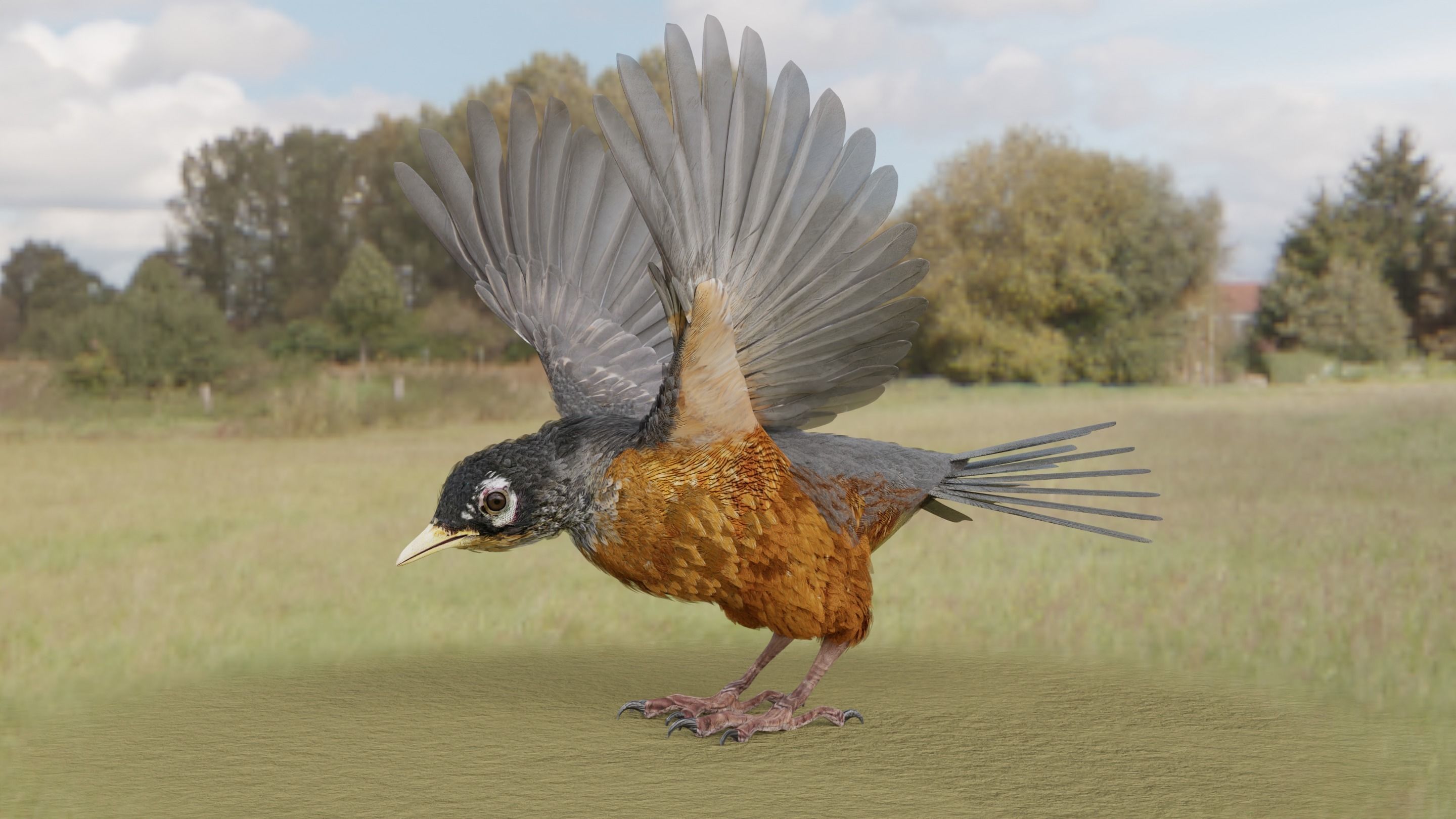 American Robin - Blender 3D model_13