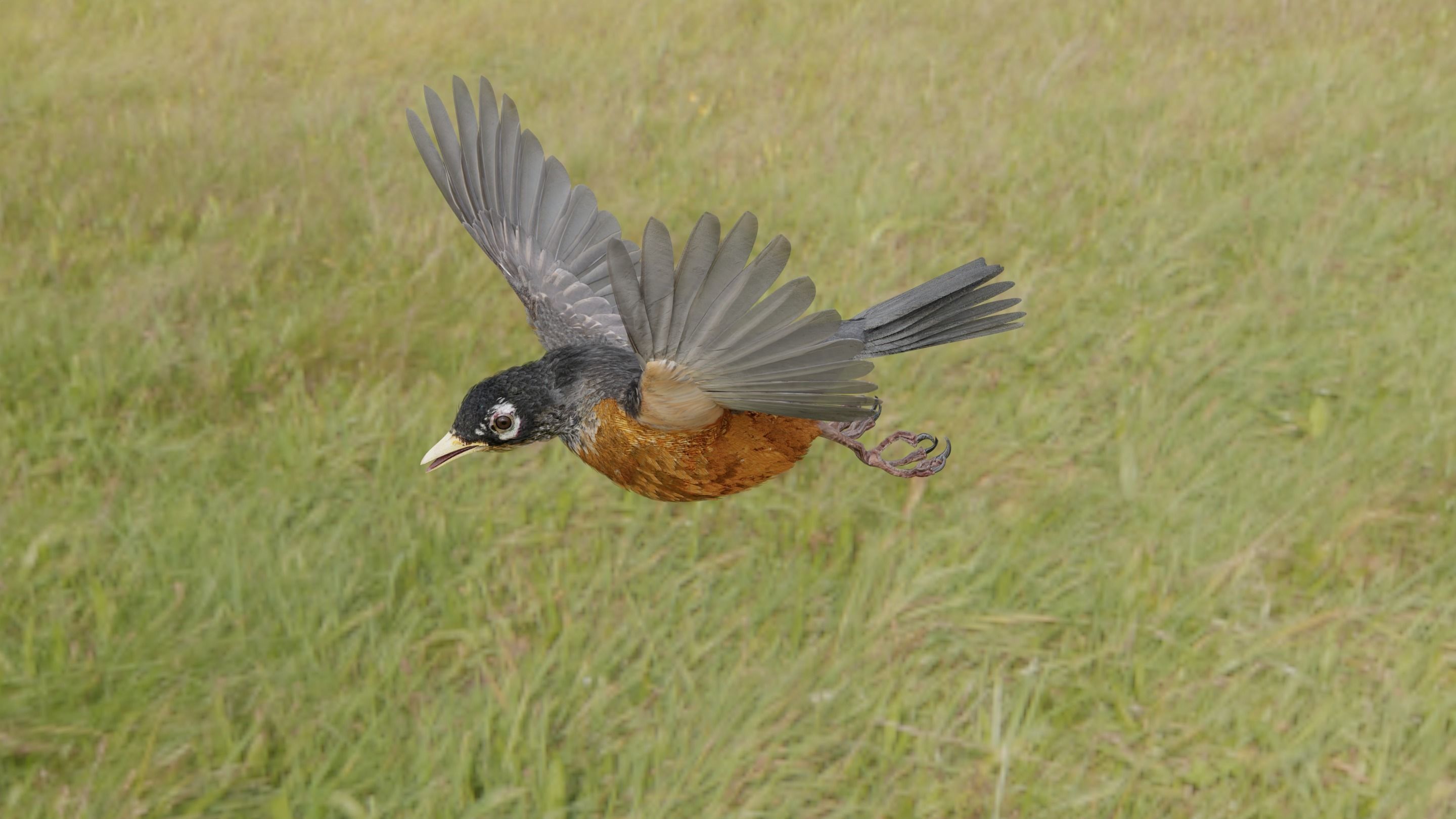 American Robin - Blender 3D model_17