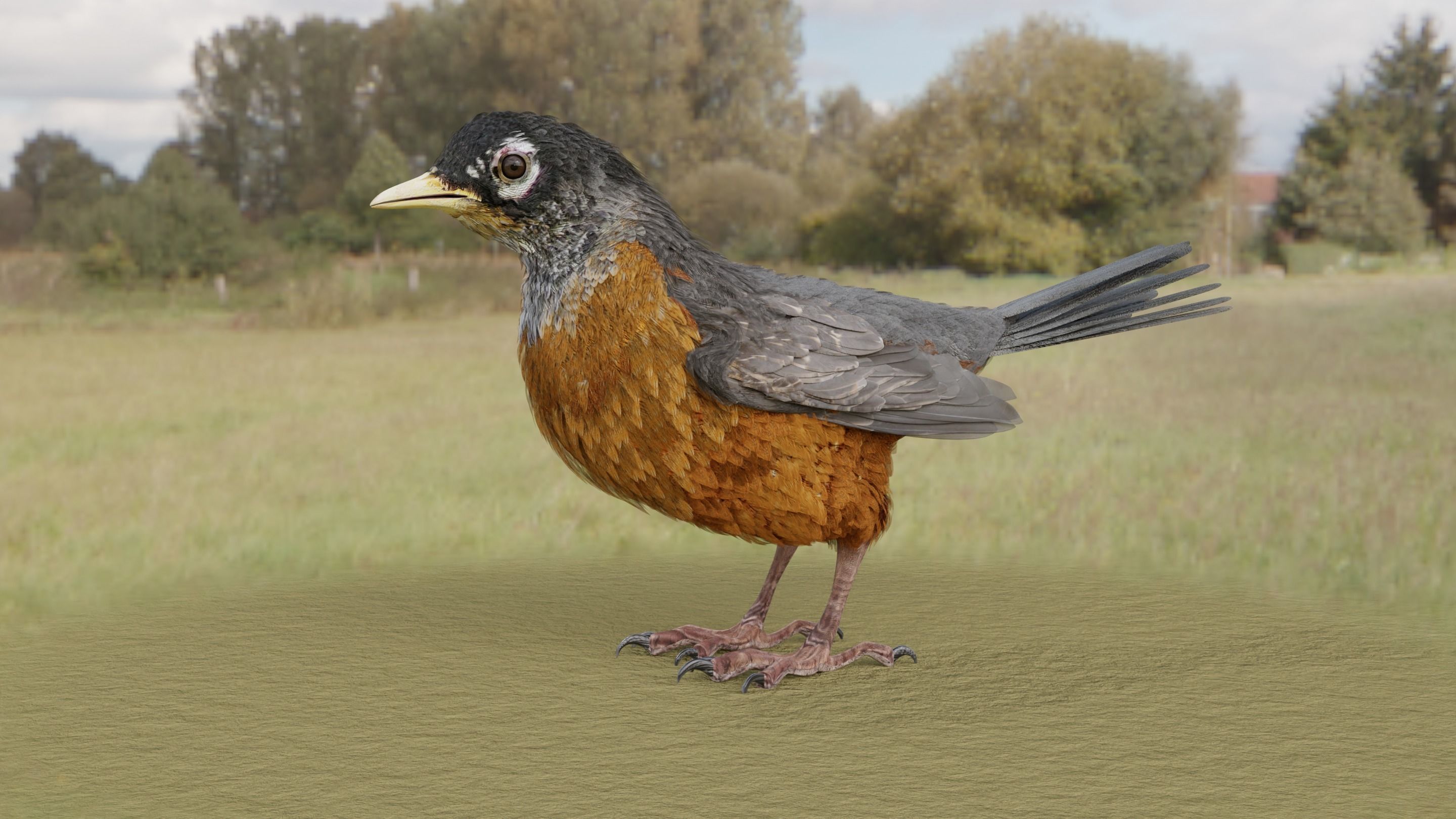 American Robin - Blender 3D model_11